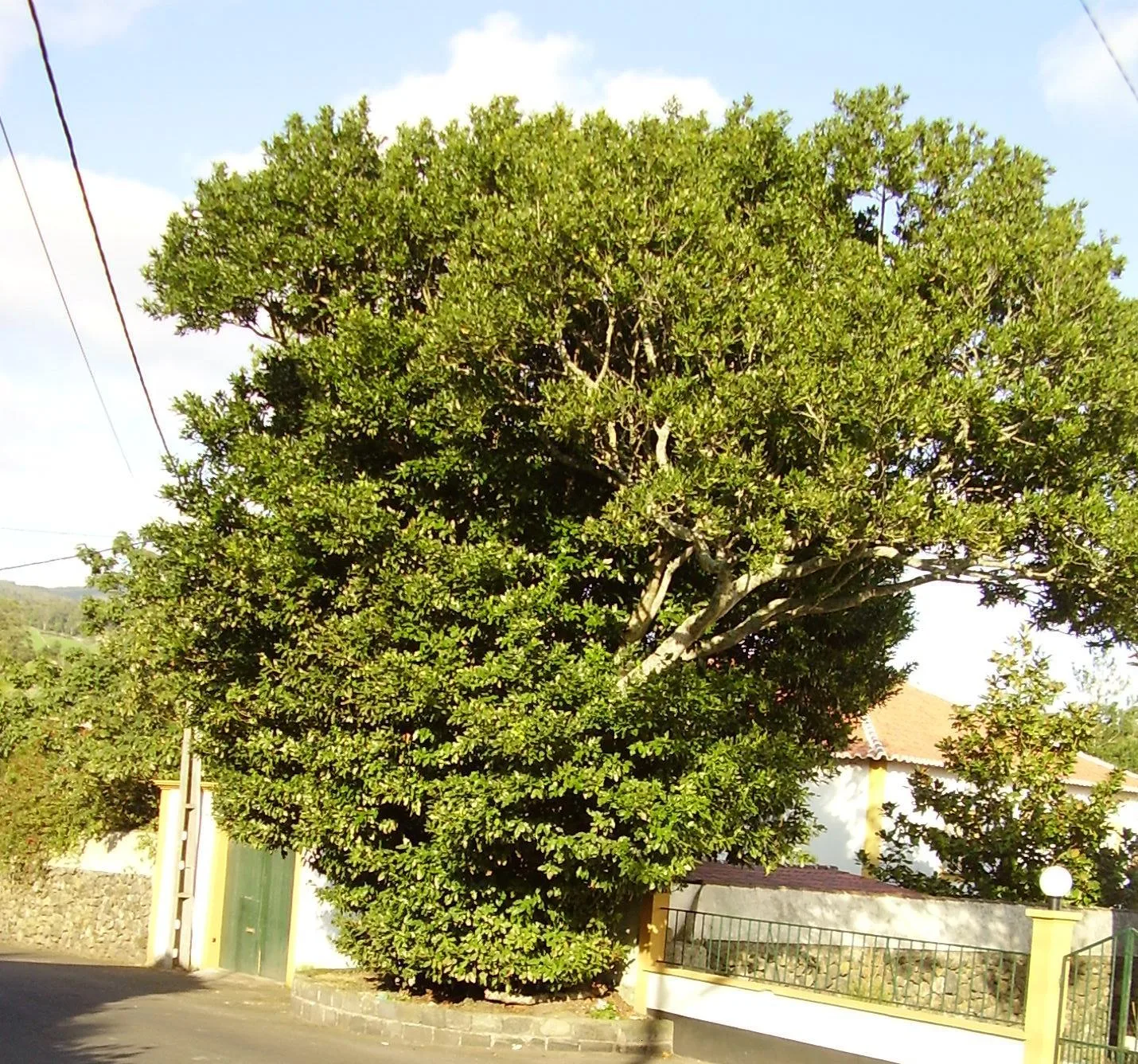 Ocotea Foetens (Ocotea foetens)