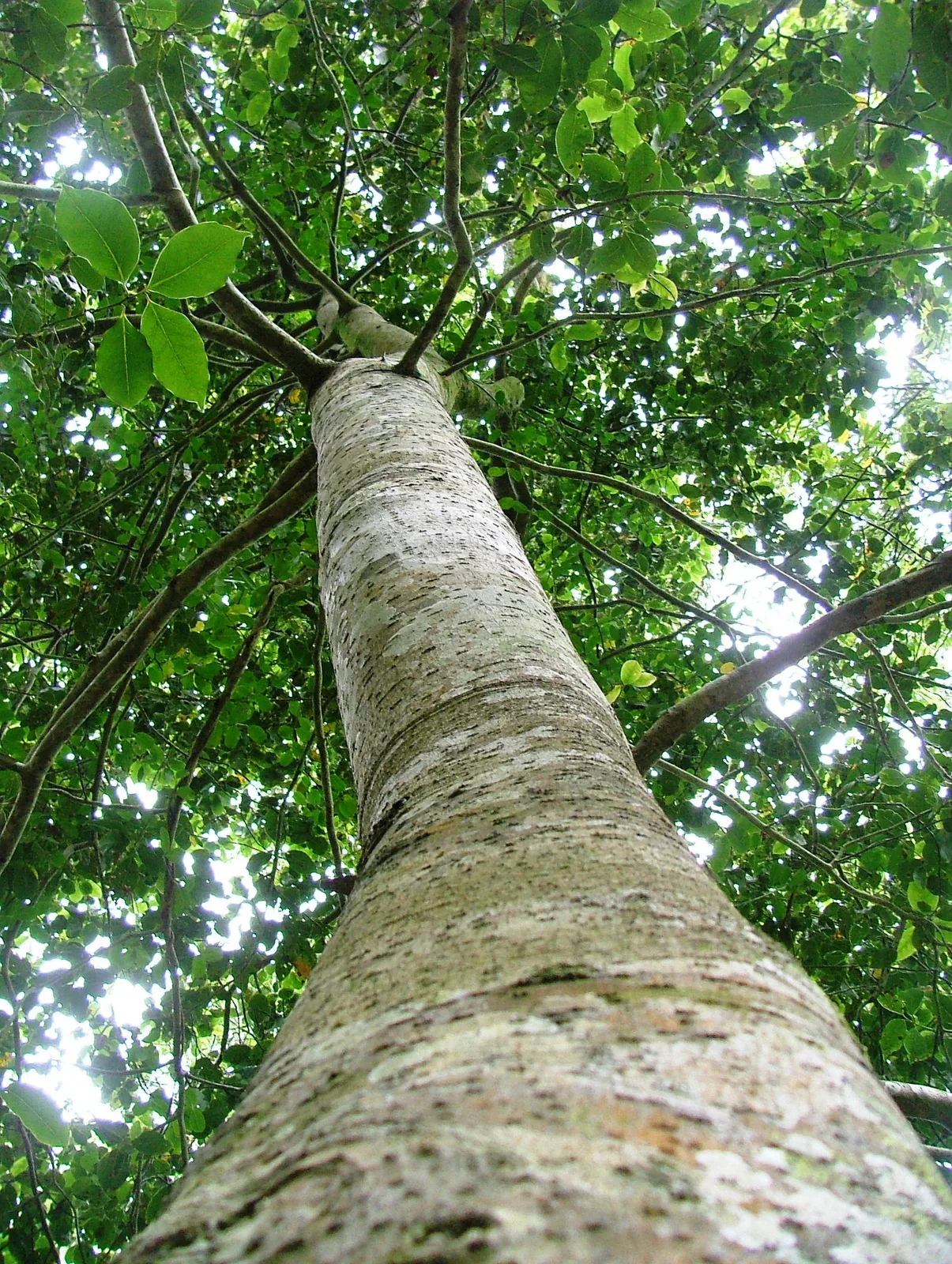 Stinkwood (Ocotea bullata)