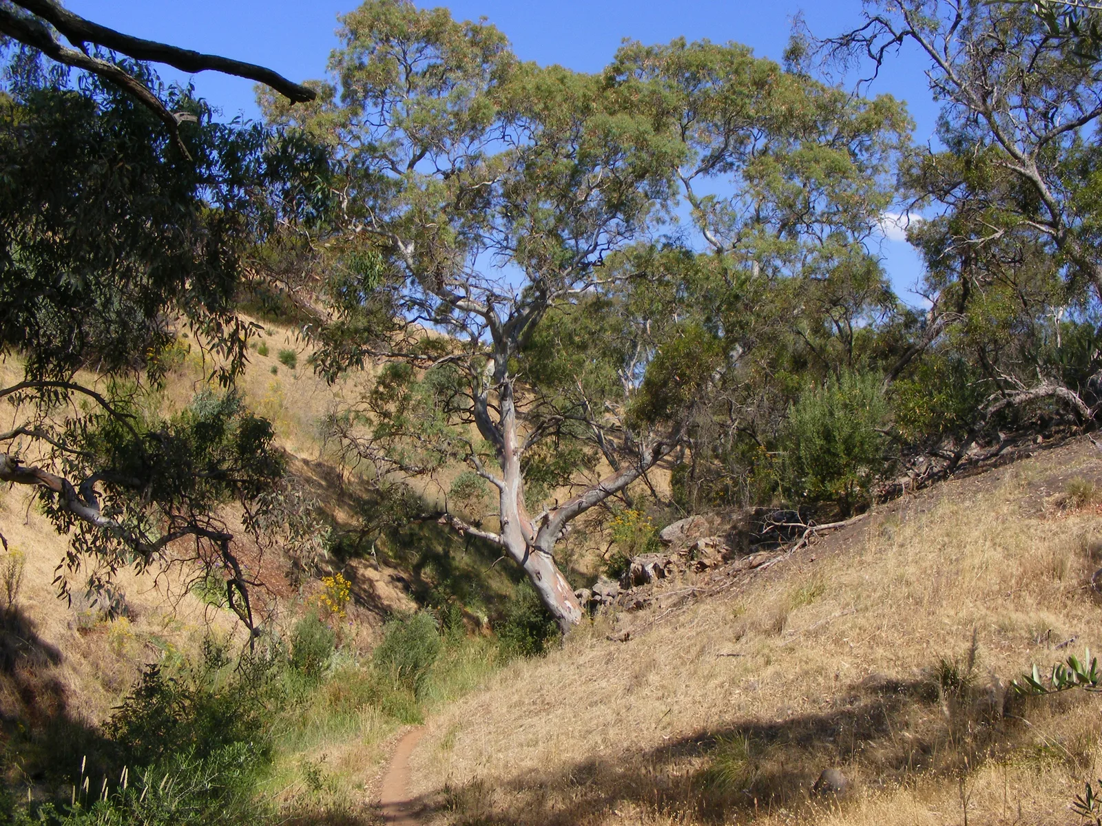 River Red Gum
