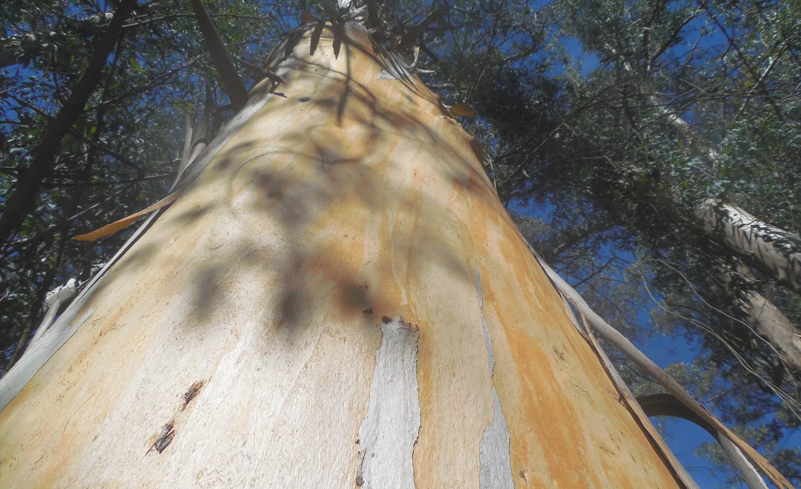 Tasmanian Blue Gum (Eucalyptus globulus)