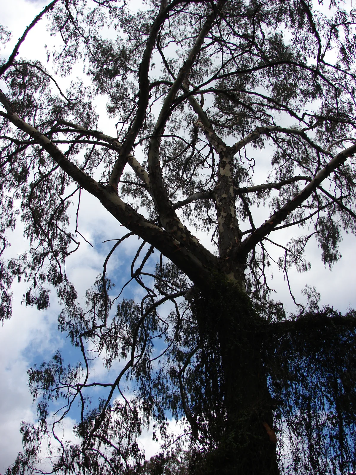 Lemon Scented Gum (Corymbia citriodora)