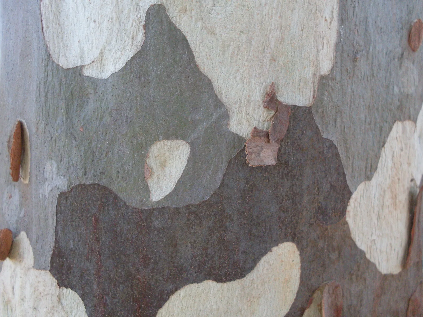 Spotted Gum (Corymbia maculata)