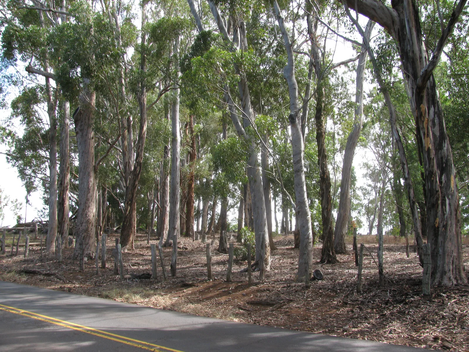 Sugar Gum (Eucalyptus cladocalyx)