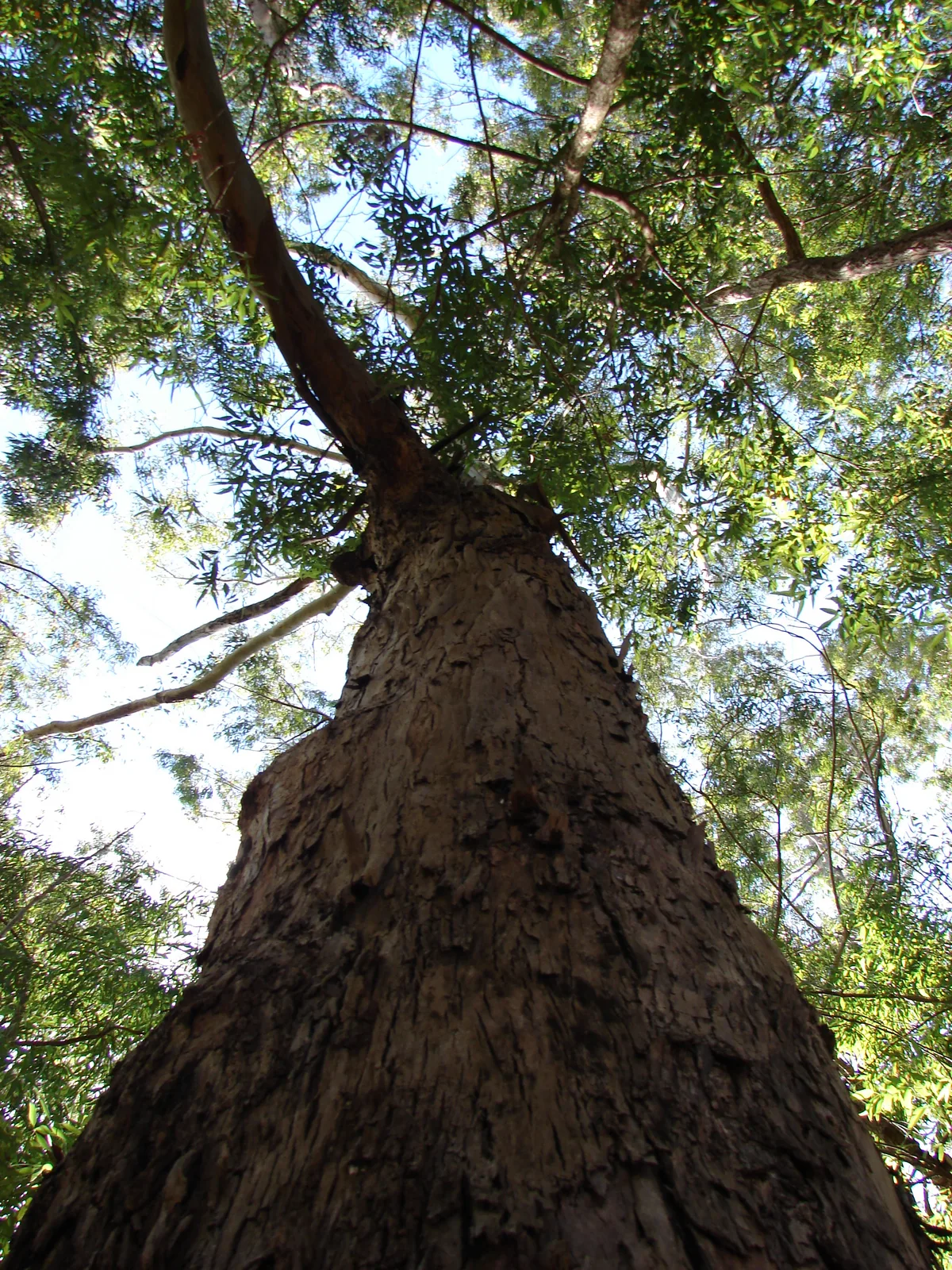 Flooded Gum
