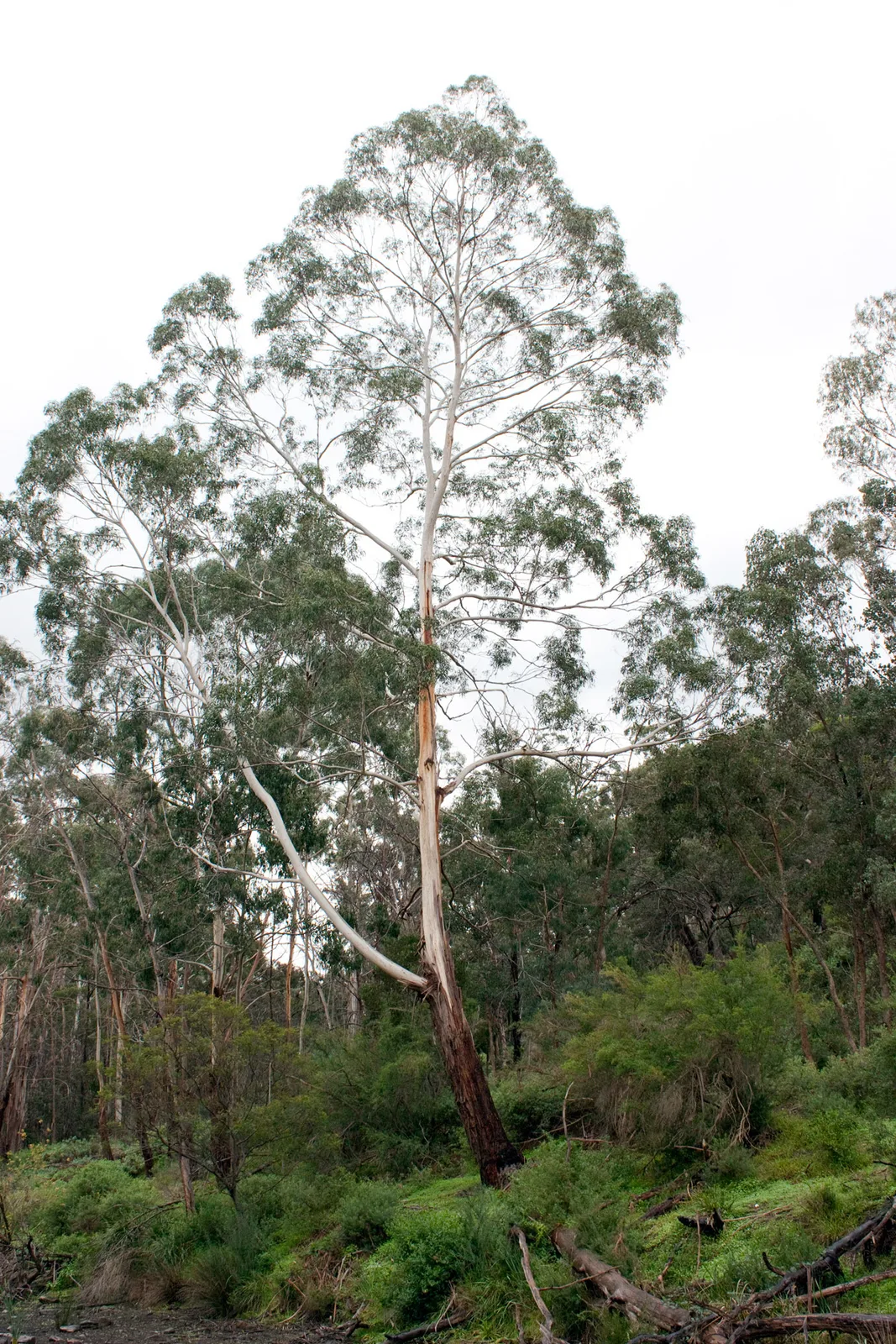 Manna Gum (Eucalyptus viminalis)