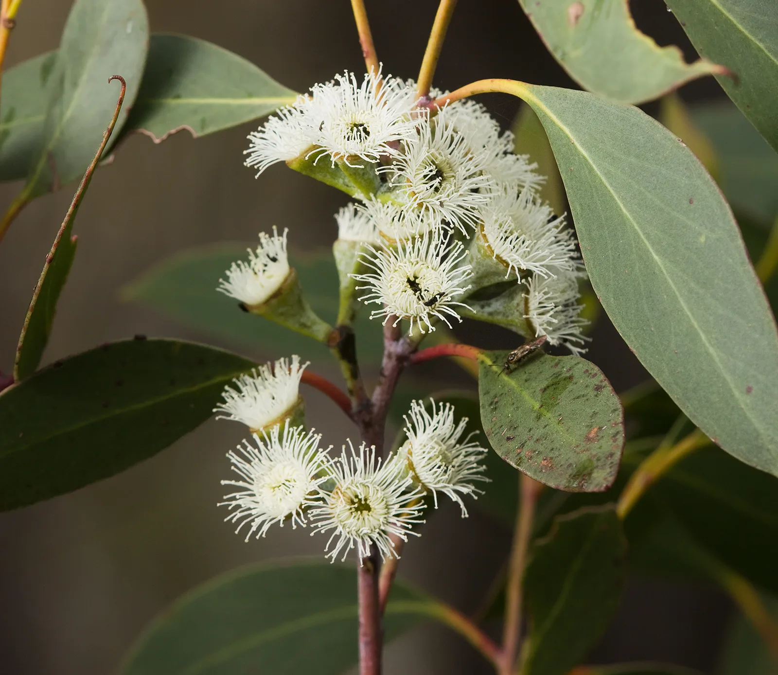 Snow Gum (Eucalyptus pauciflora)