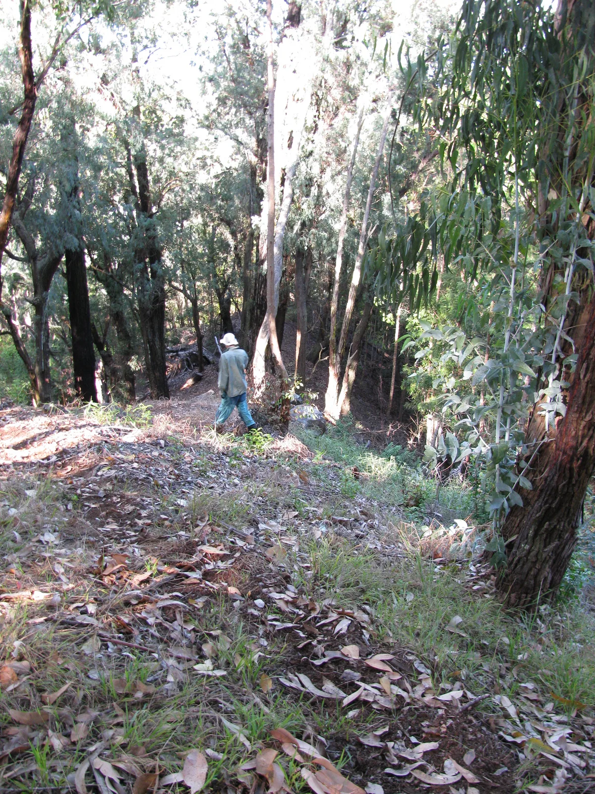 Red Ironbark (Eucalyptus sideroxylon)