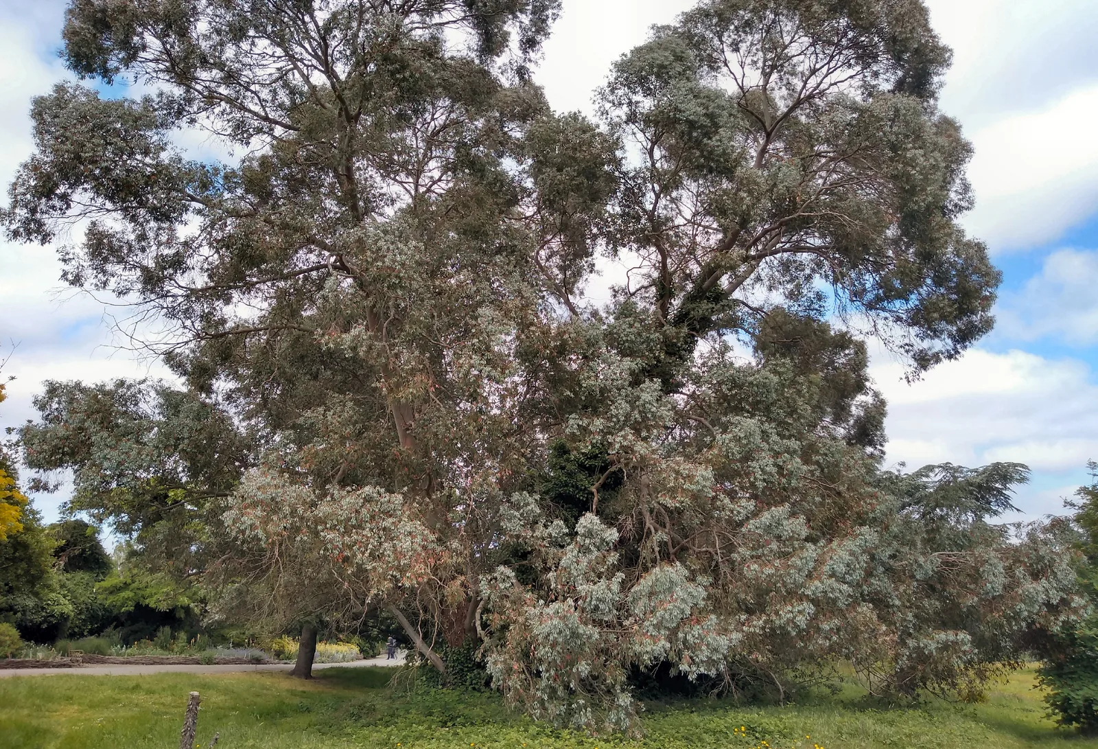 Cider Gum