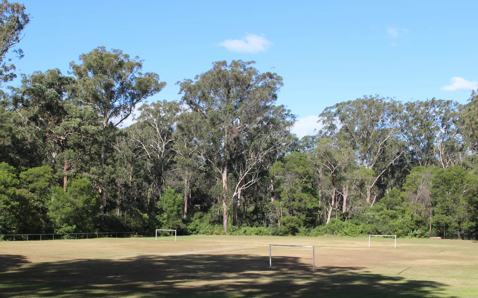 Blackbutt (Eucalyptus pilularis)