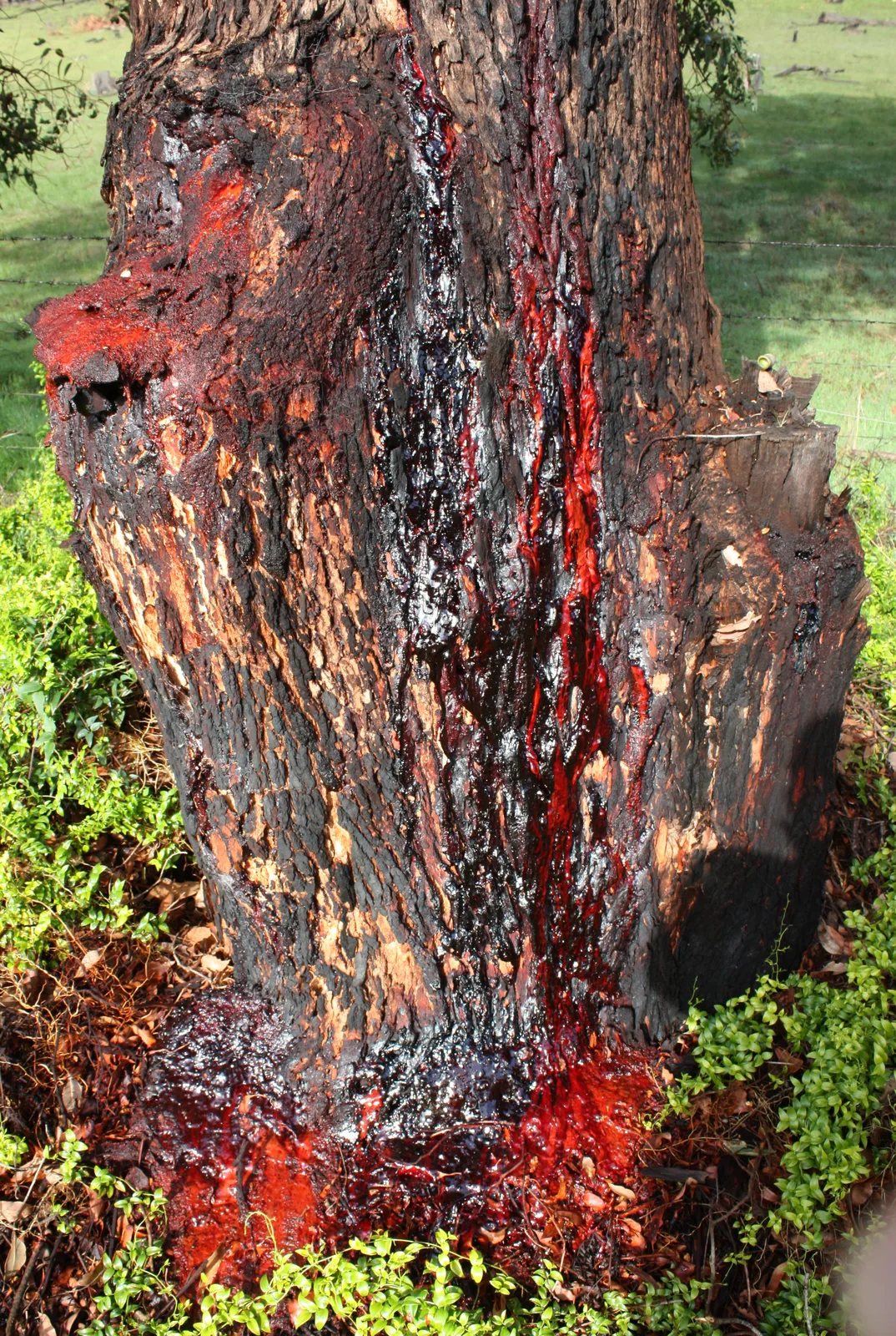 Marri (Corymbia calophylla)