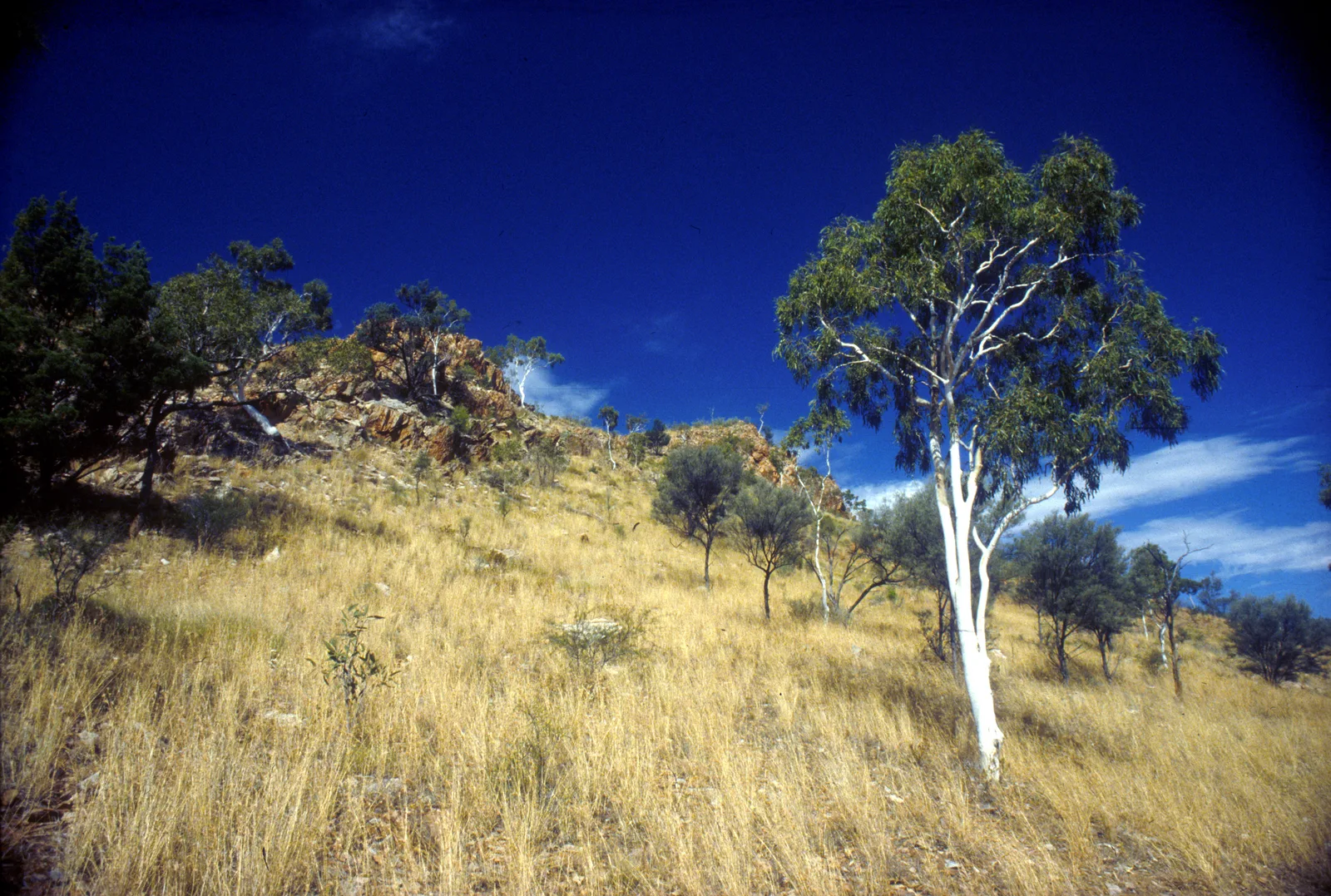 Ghost Gum