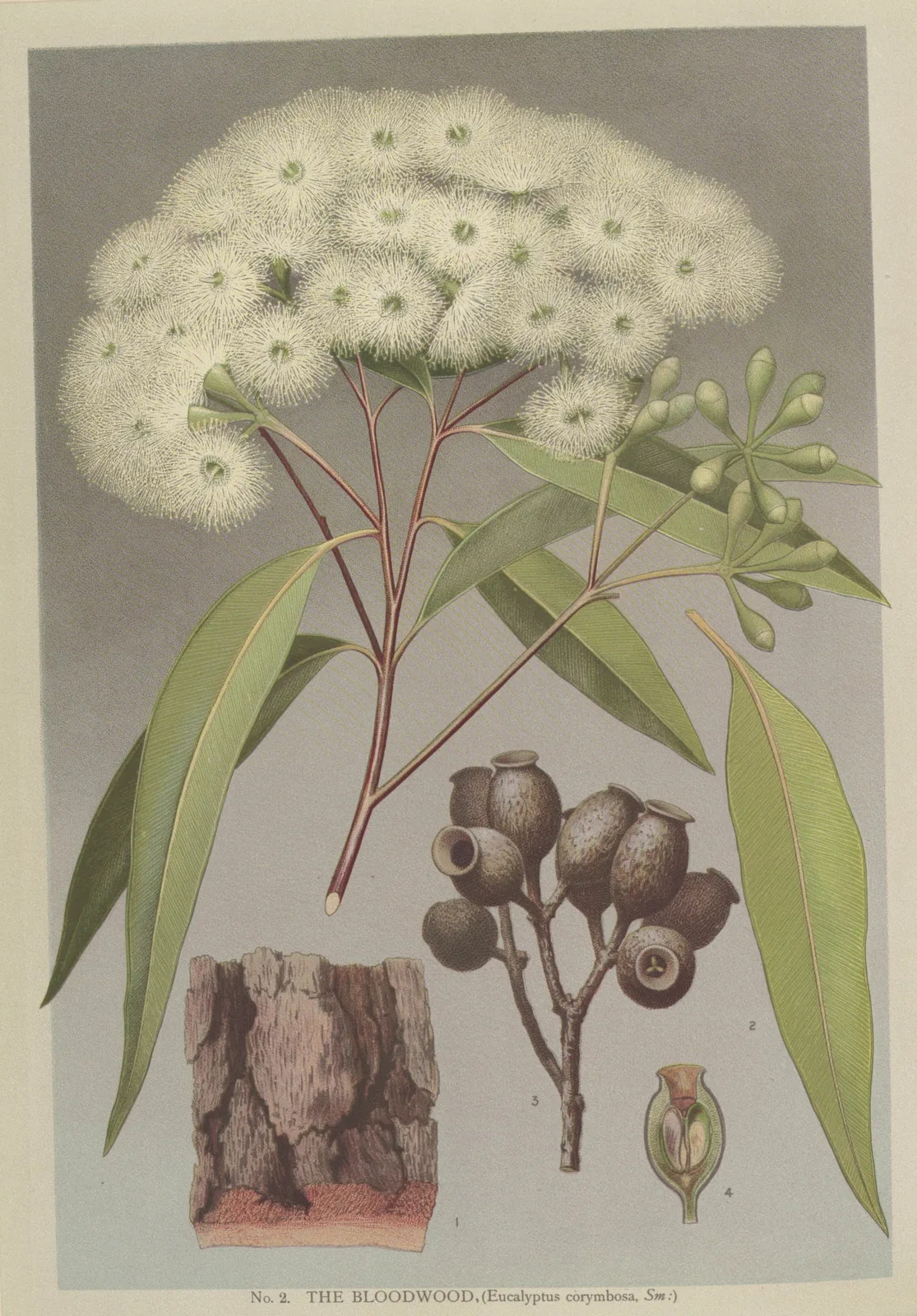Bloodwood (Corymbia gummifera)