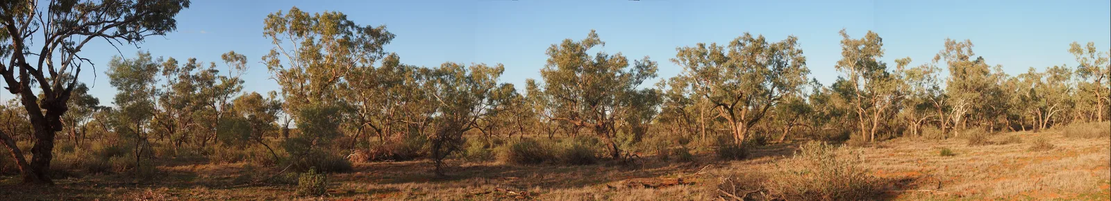 Coolibah (Eucalyptus coolabah)