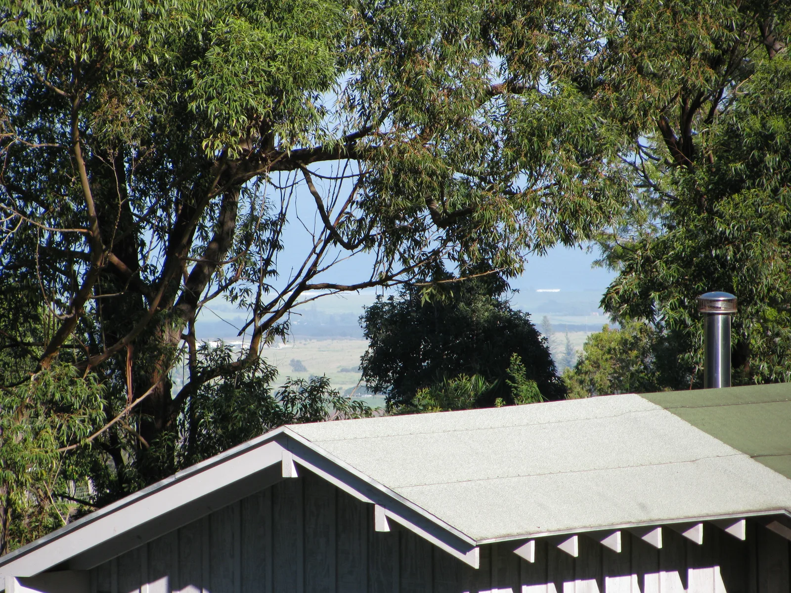 Swamp Mahogany (Eucalyptus robusta)