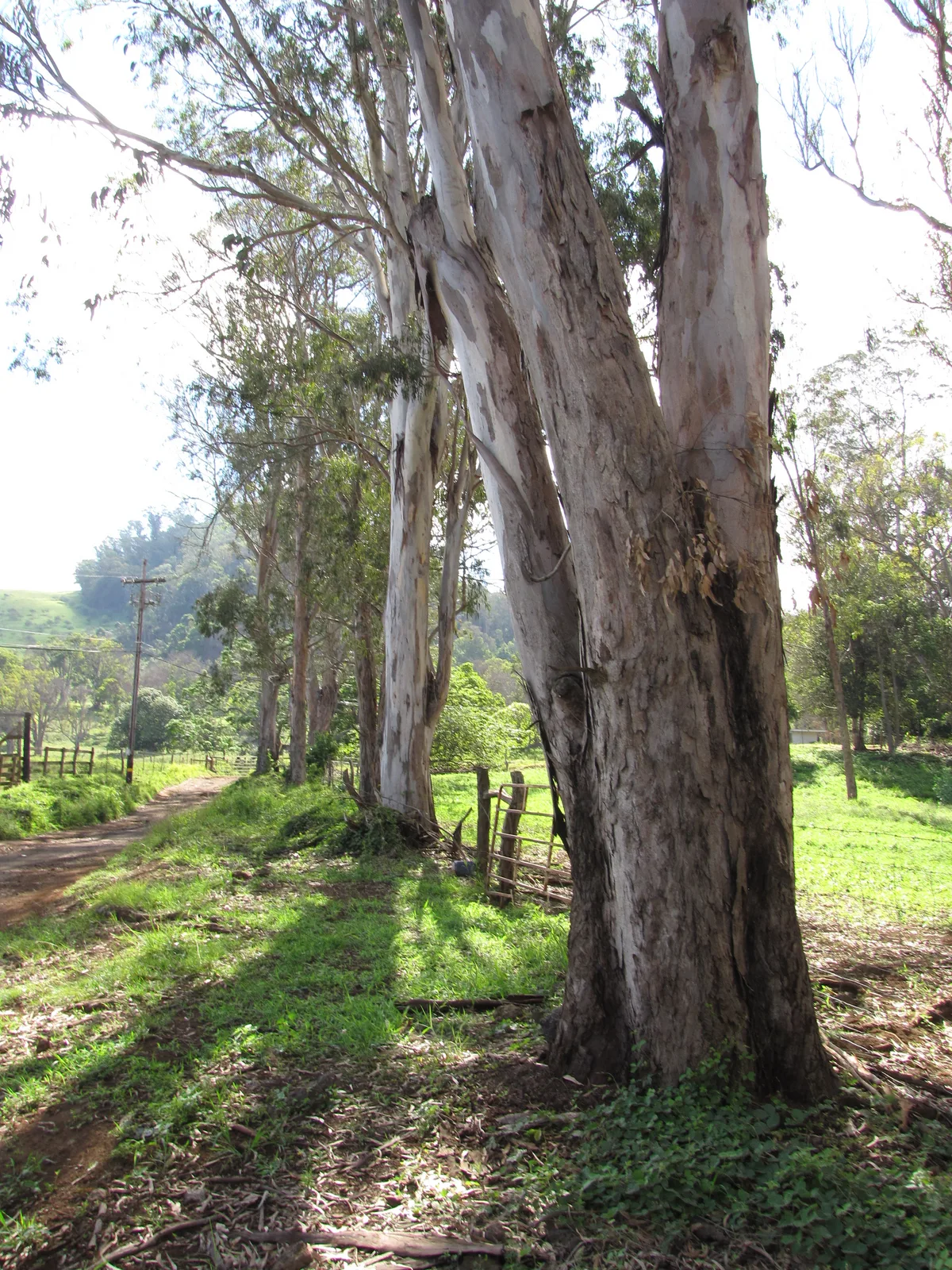 Forest Red Gum (Eucalyptus tereticornis)