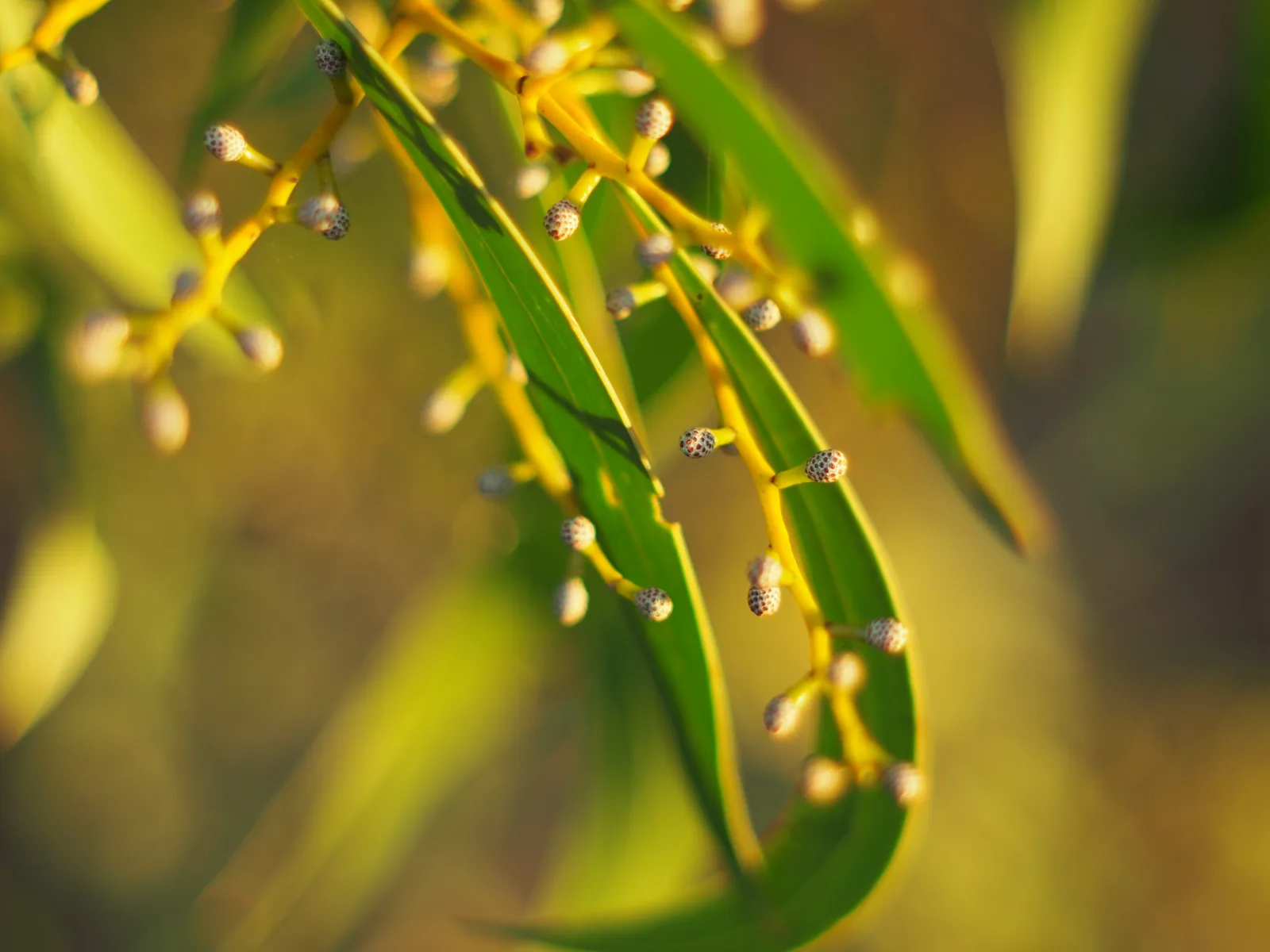 Golden Wattle (Acacia pycnantha)