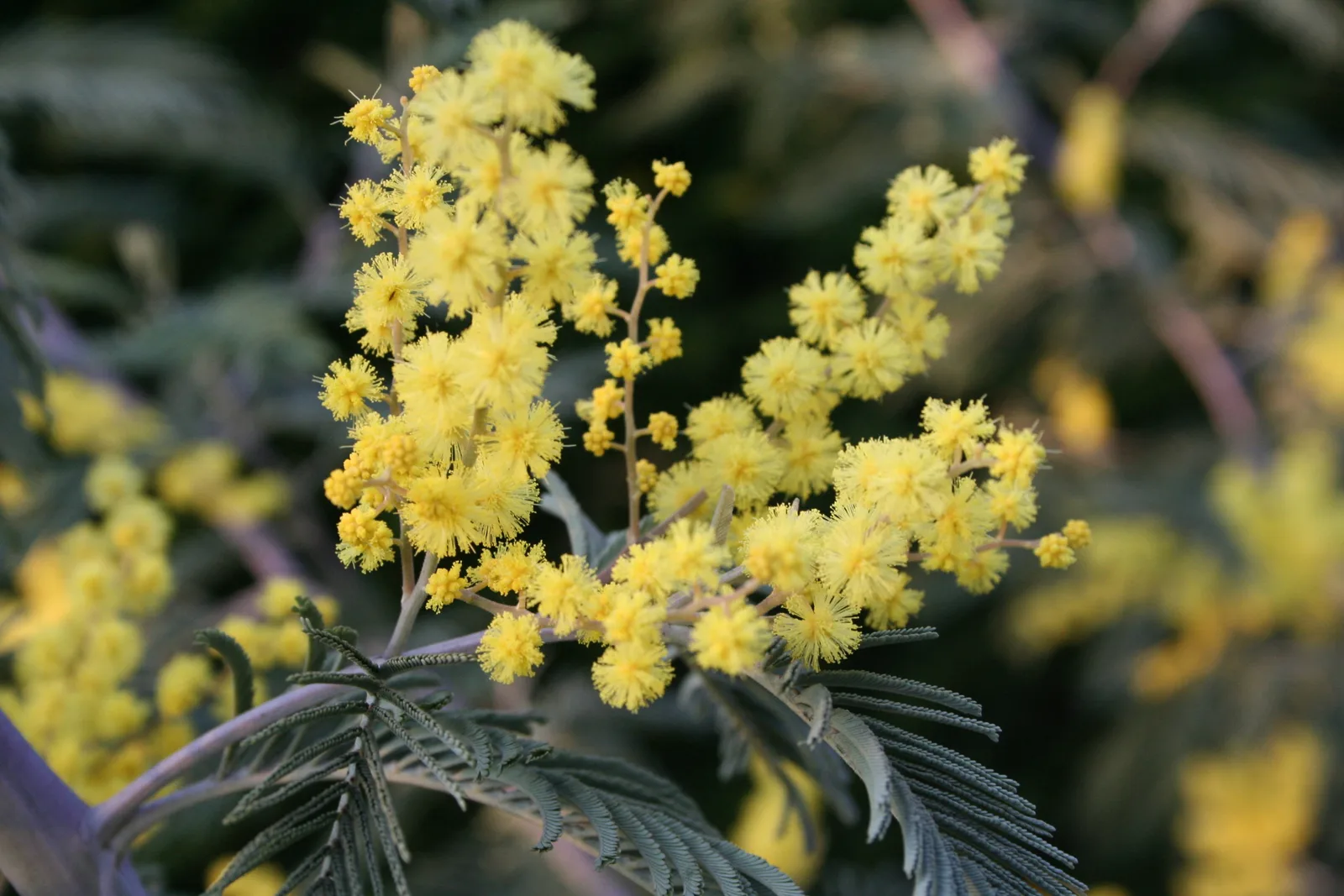 Silver Wattle (Acacia dealbata)