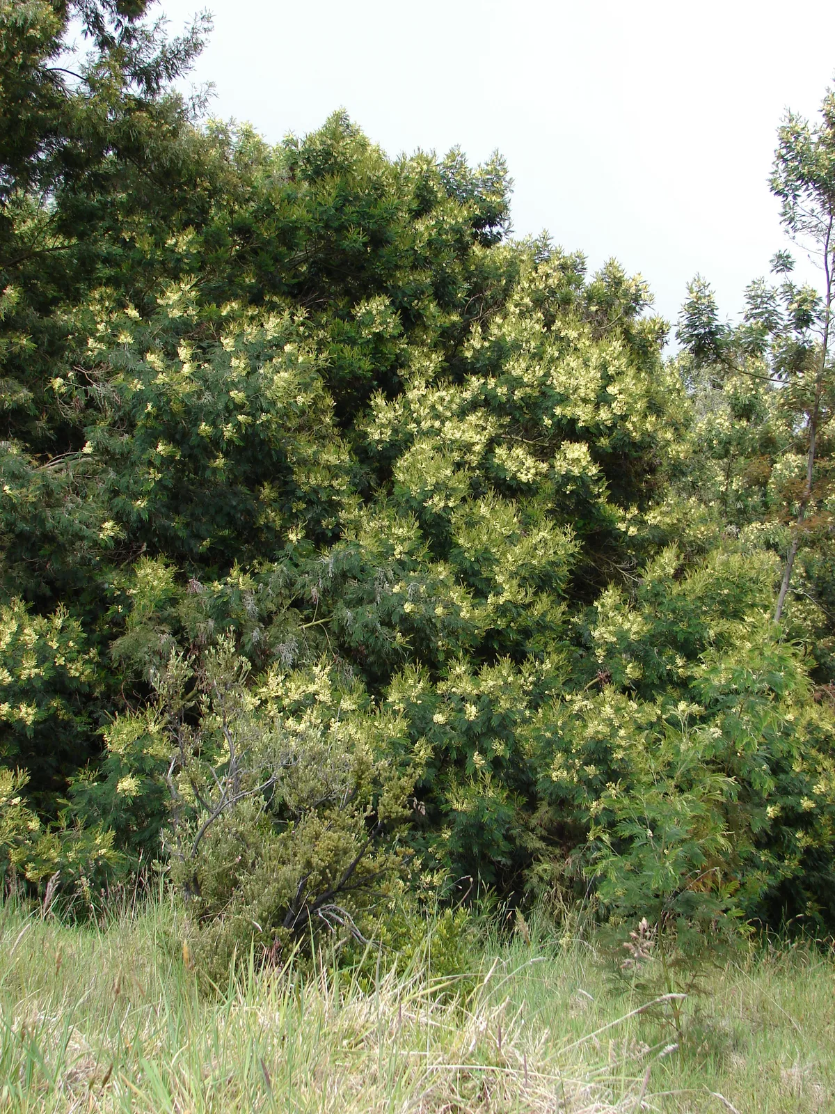 Black Wattle (Acacia mearnsii)
