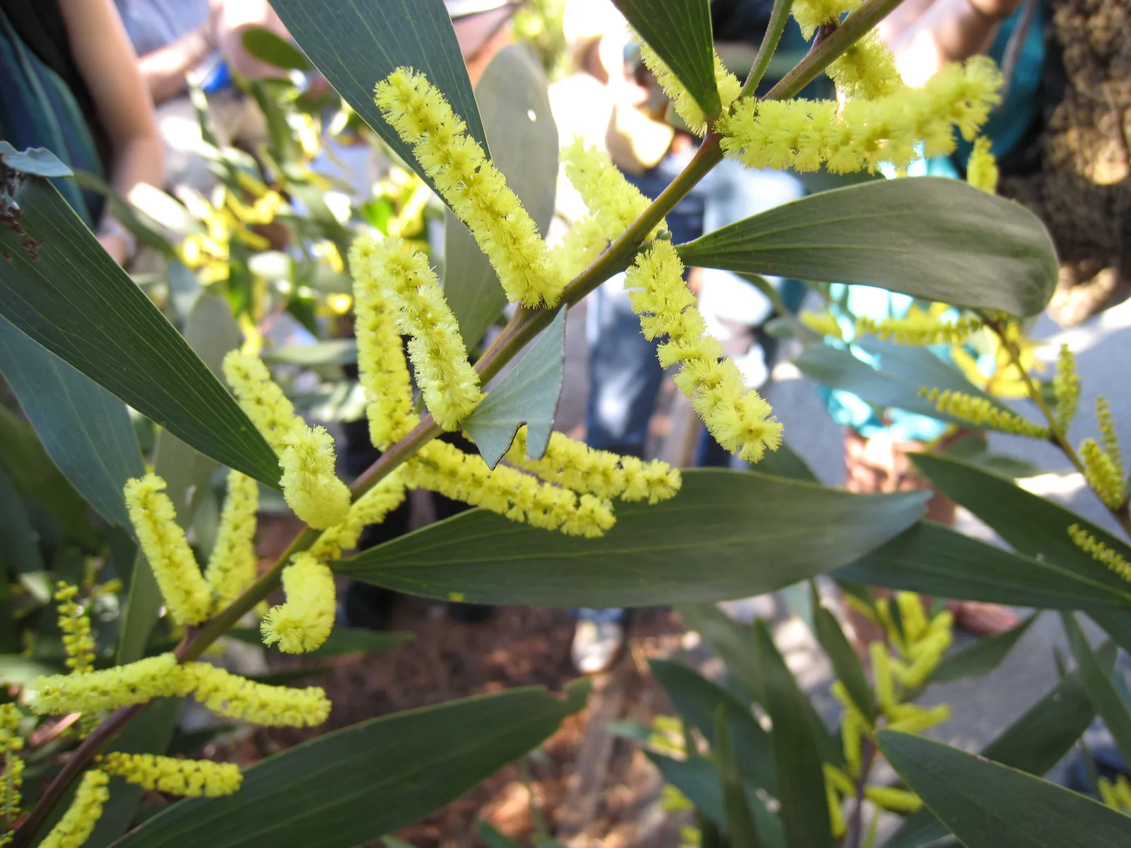 Sydney Golden Wattle (Acacia longifolia)