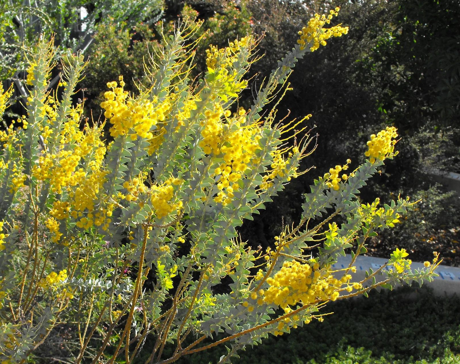 Knife Leaf Wattle (Acacia cultriformis)