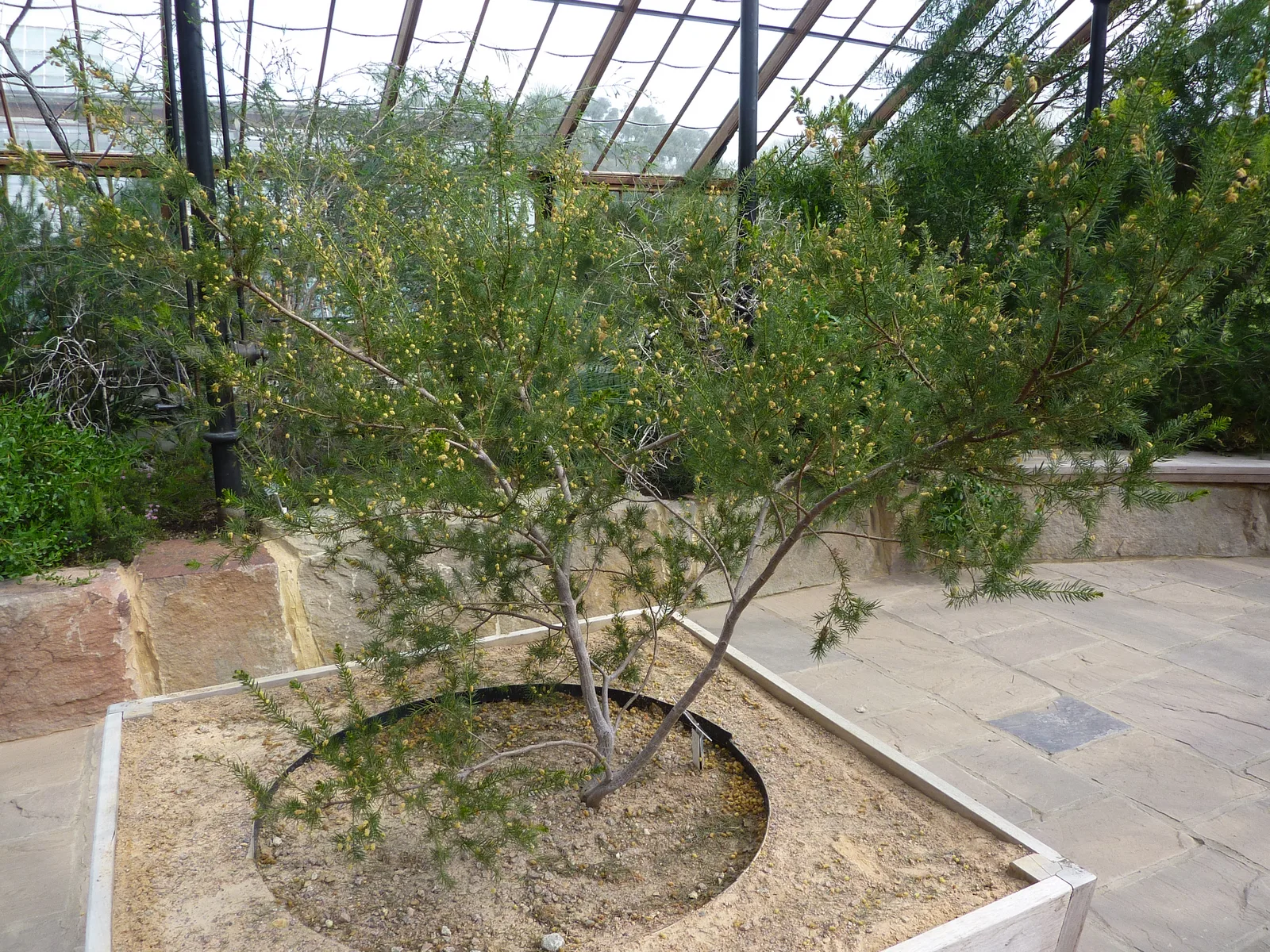 Prickly Moses