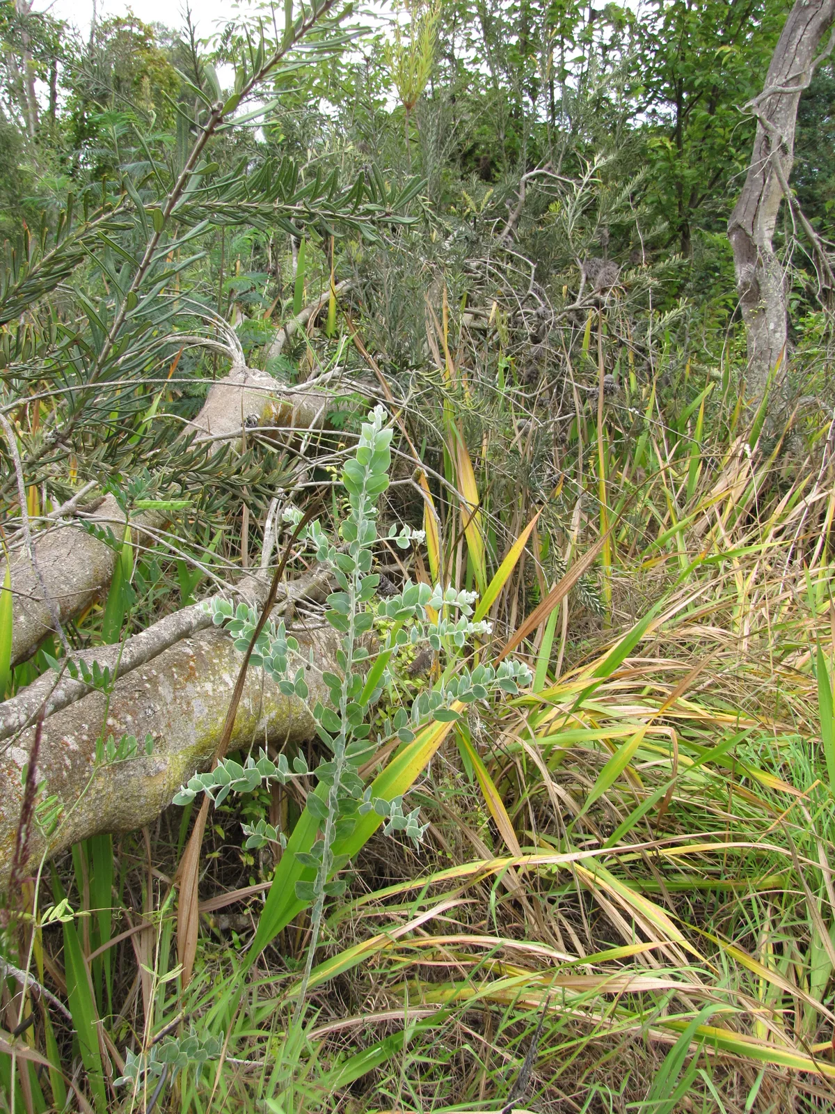 Queensland Silver Wattle
