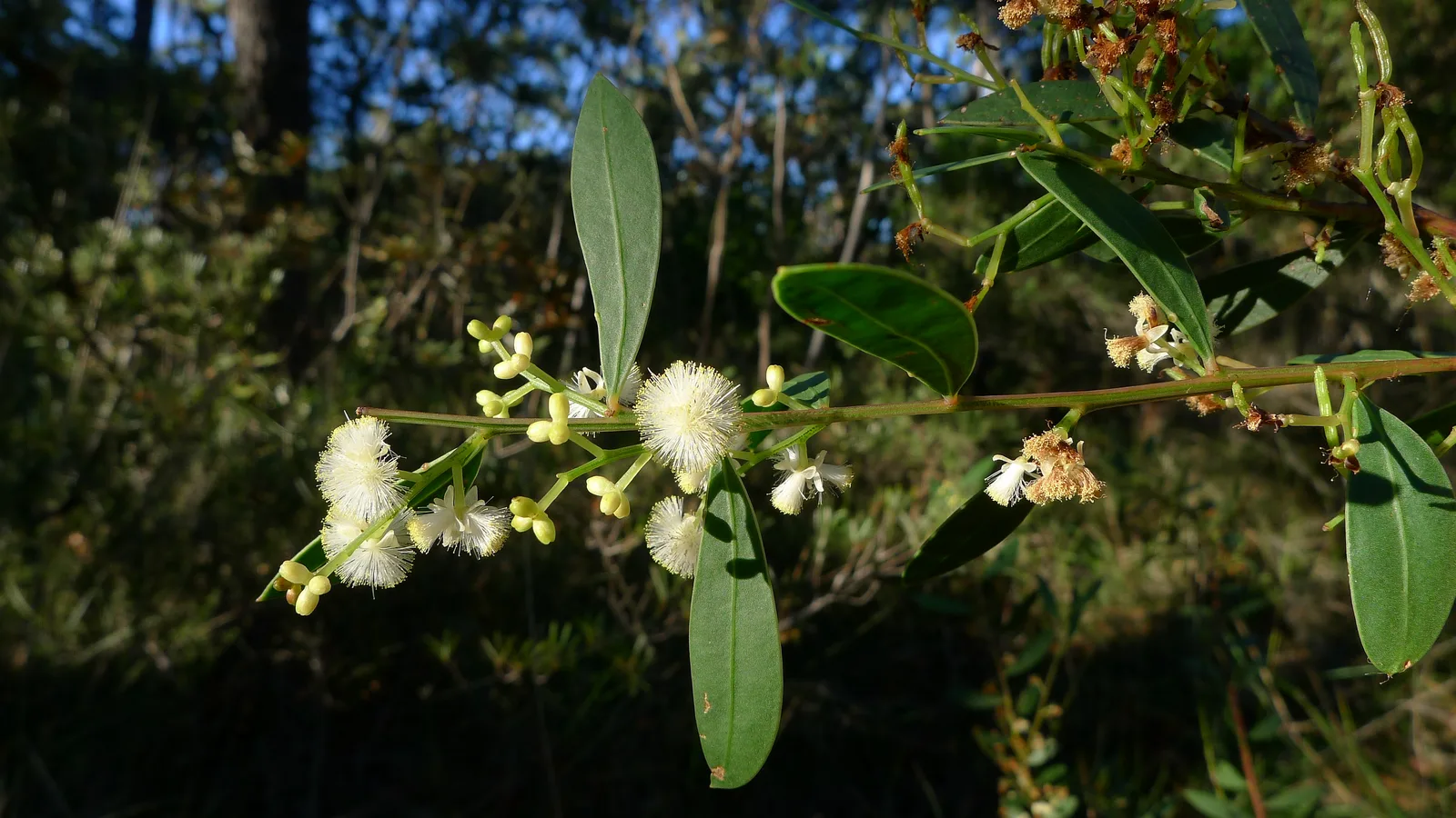 Myrtle Wattle (Acacia myrtifolia)