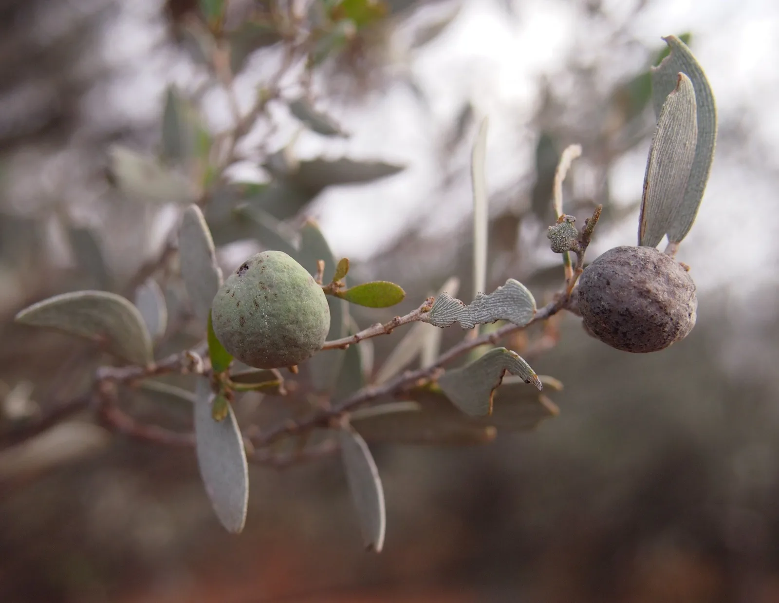 Mulga (Acacia aneura)
