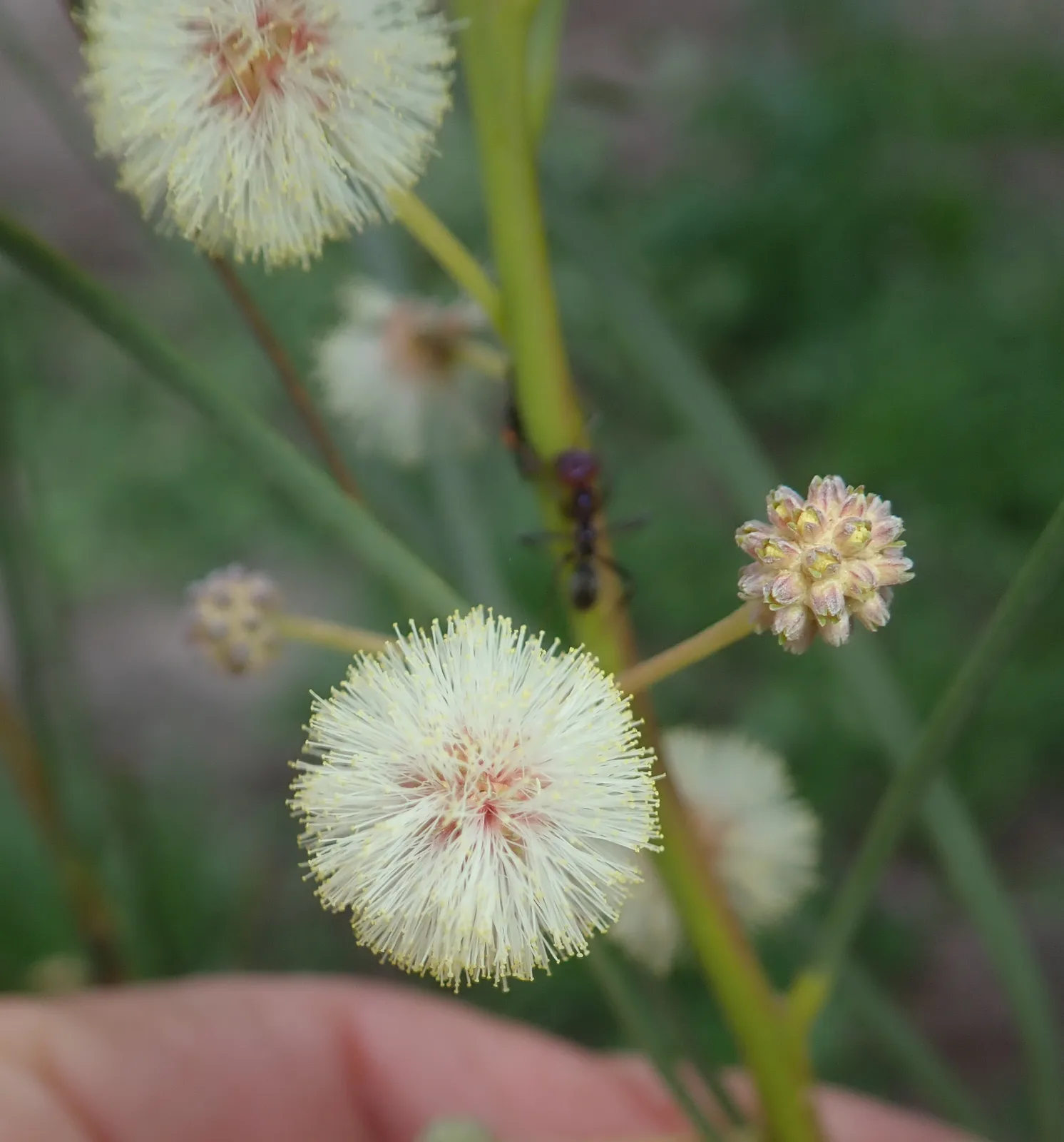 River Cooba (Acacia stenophylla)