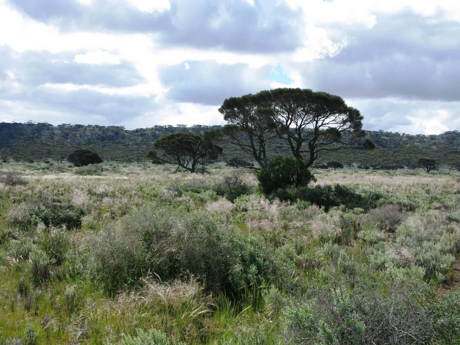 Western Myall