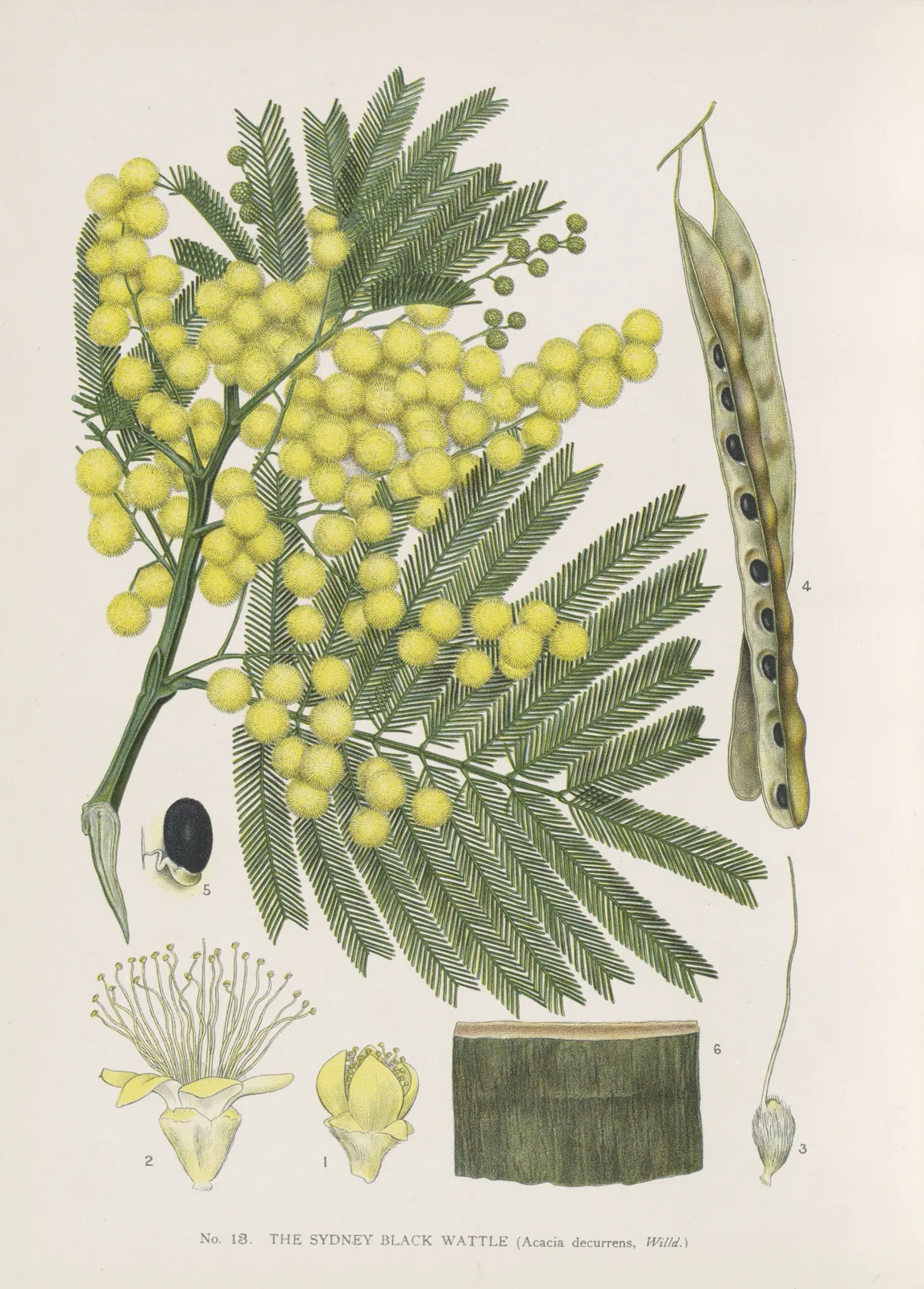 Green Wattle
