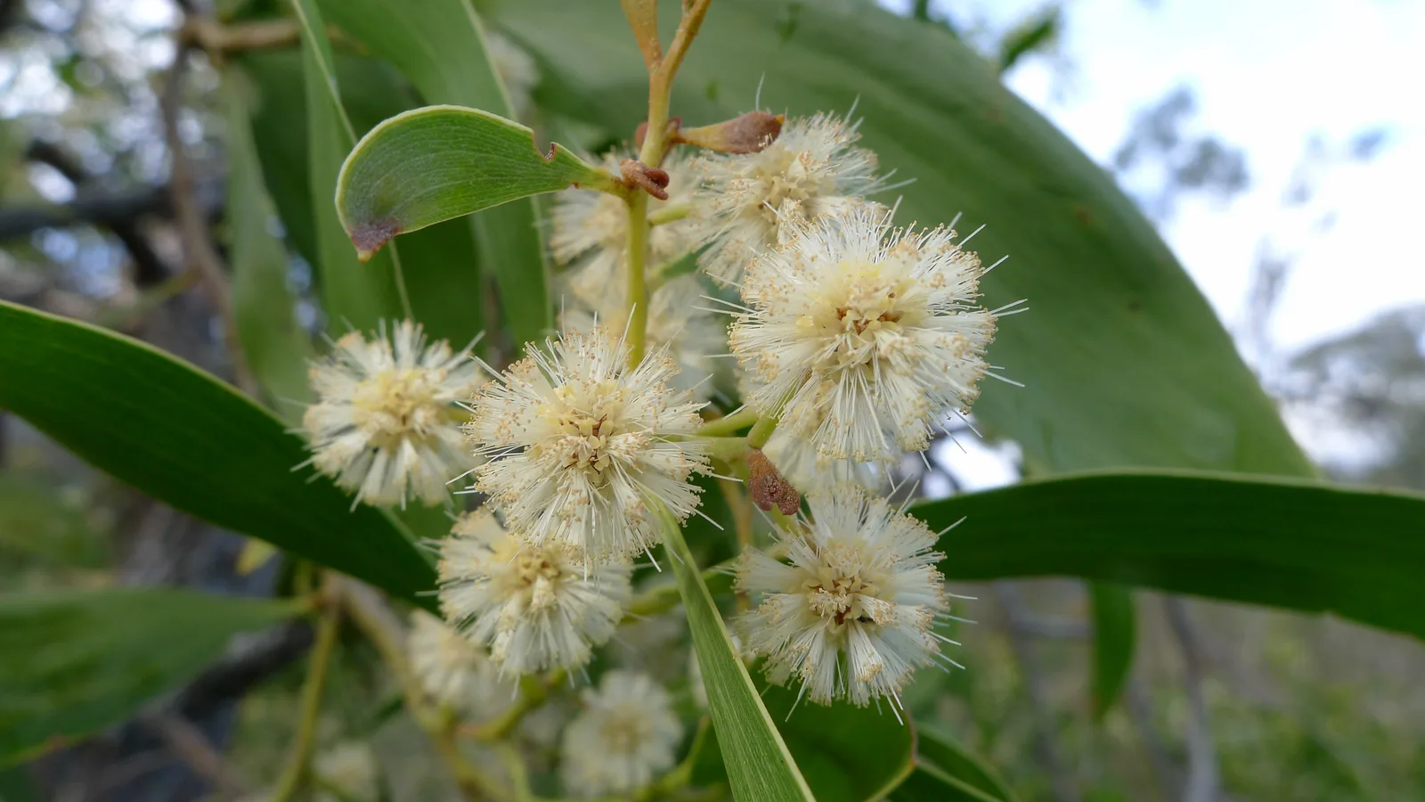 Lightwood (Acacia implexa)