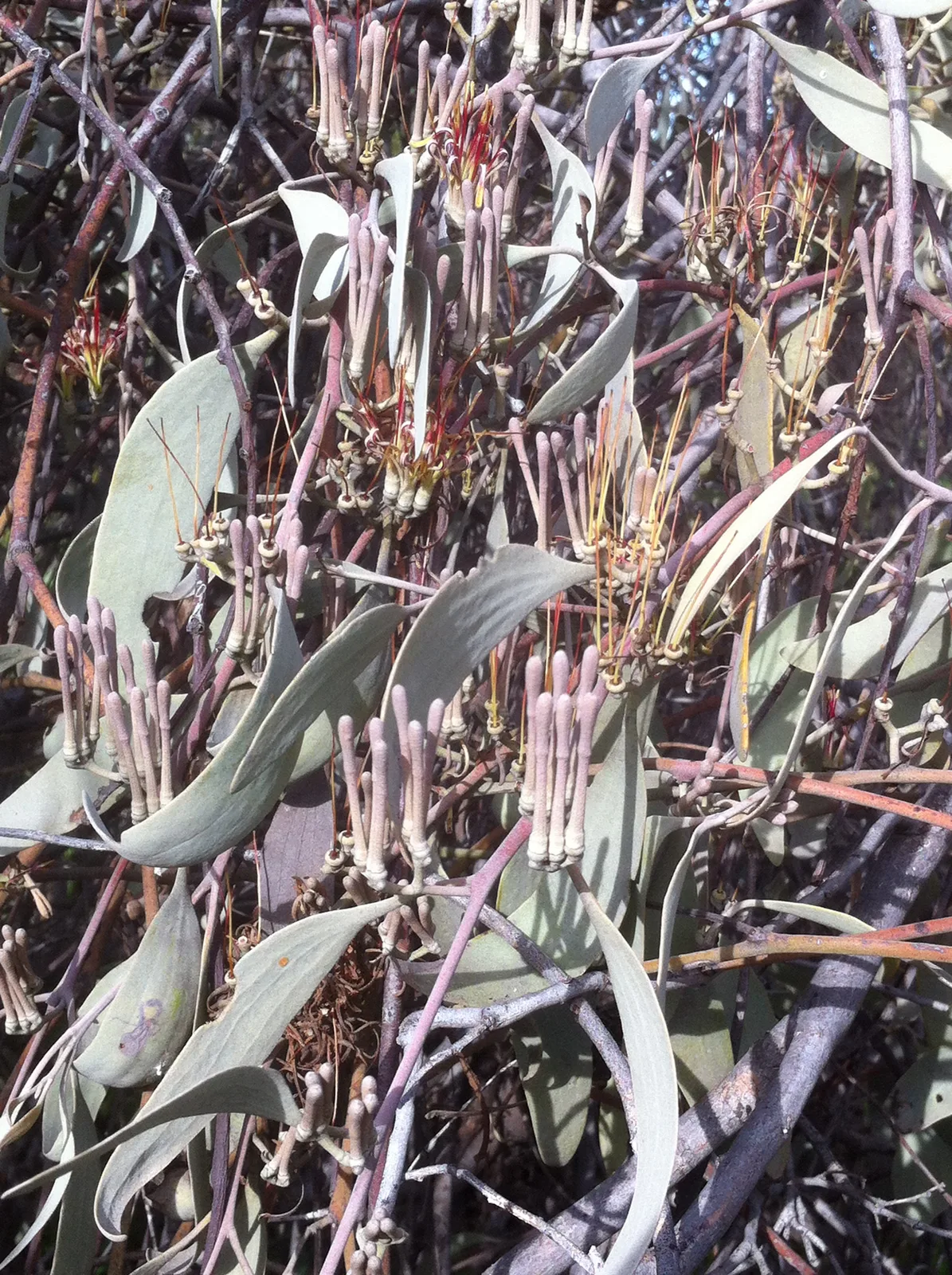 Weeping Myall (Acacia pendula)