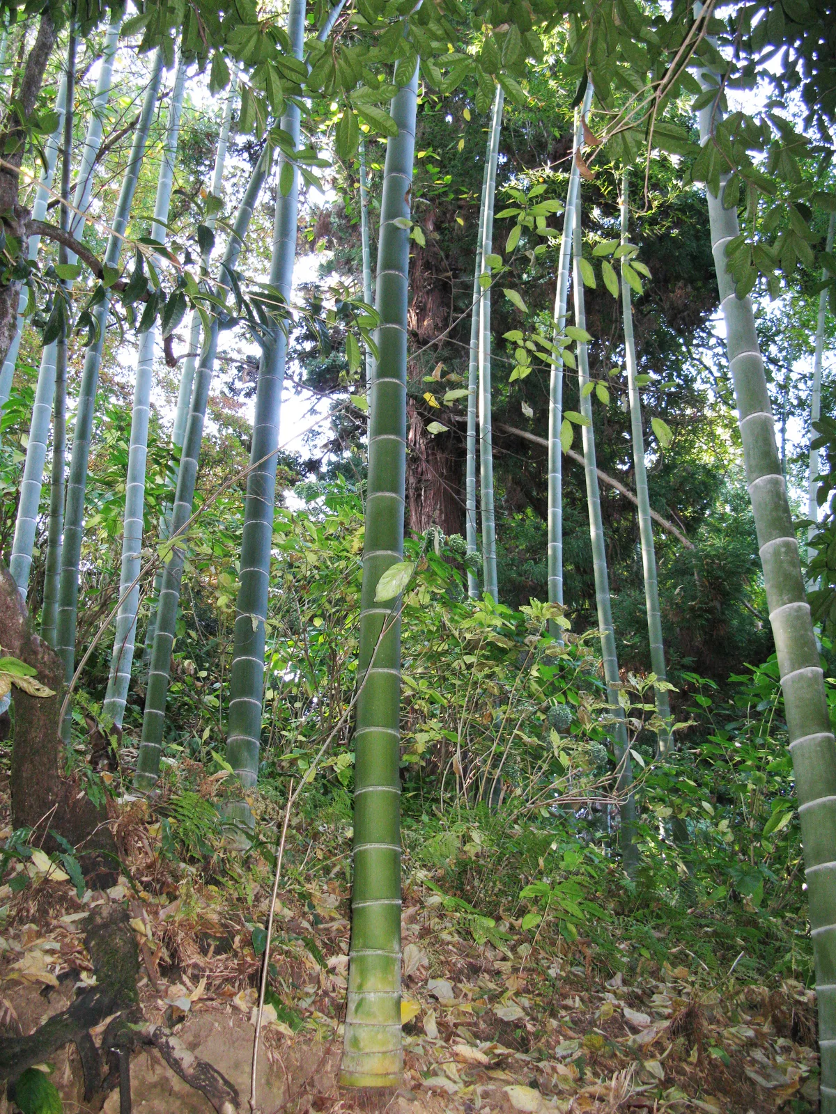 Moso Bamboo (Phyllostachys edulis)