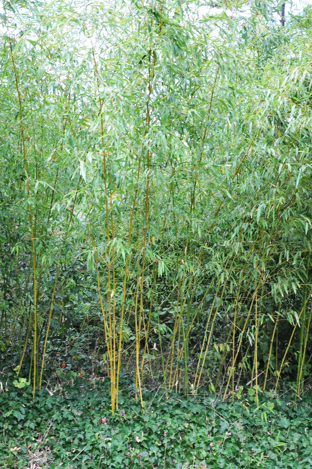 Golden Bamboo (Phyllostachys aurea)