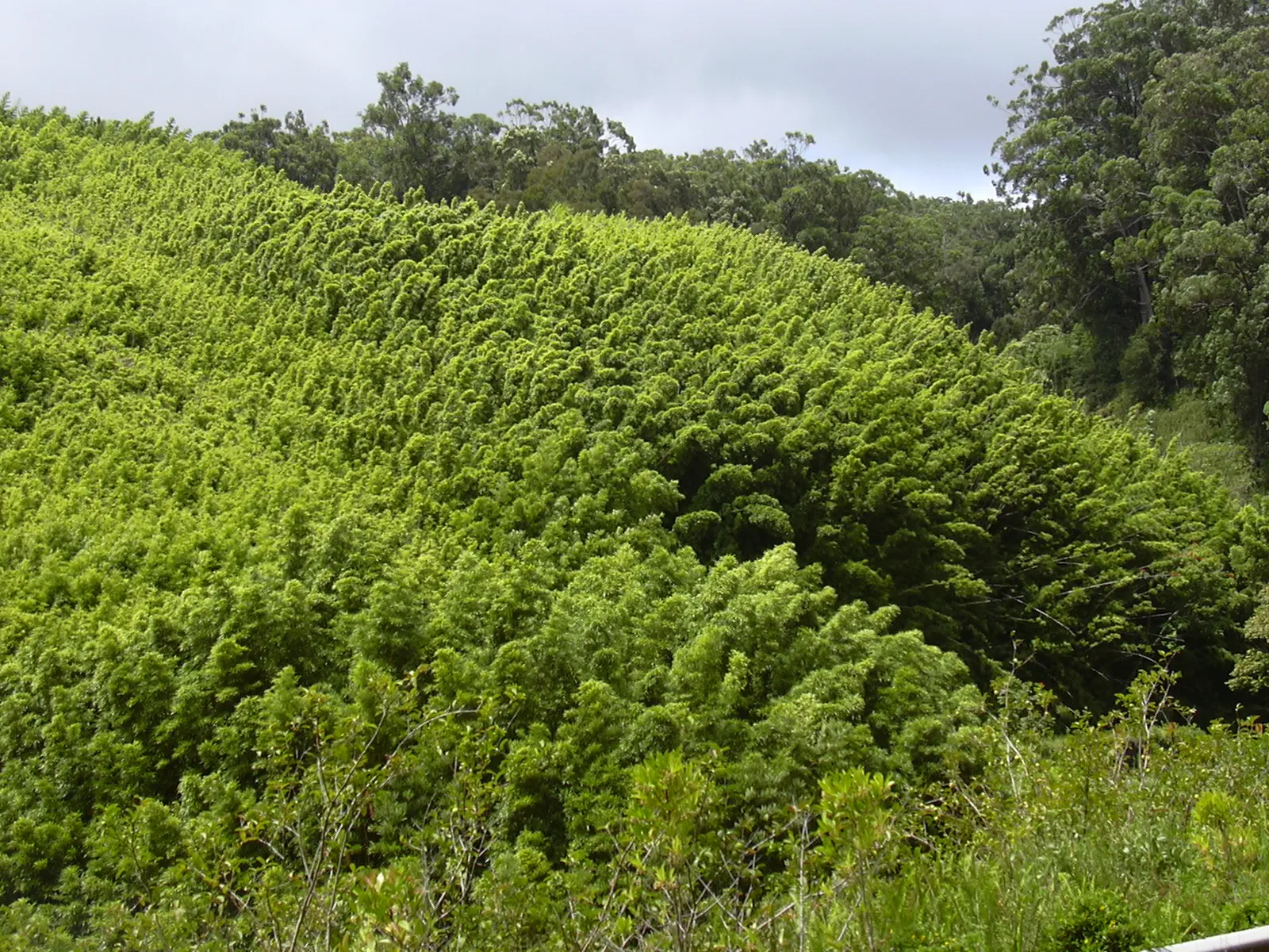 Black Bamboo (Phyllostachys nigra)