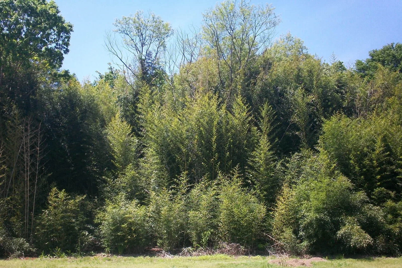 Yellow Groove Bamboo