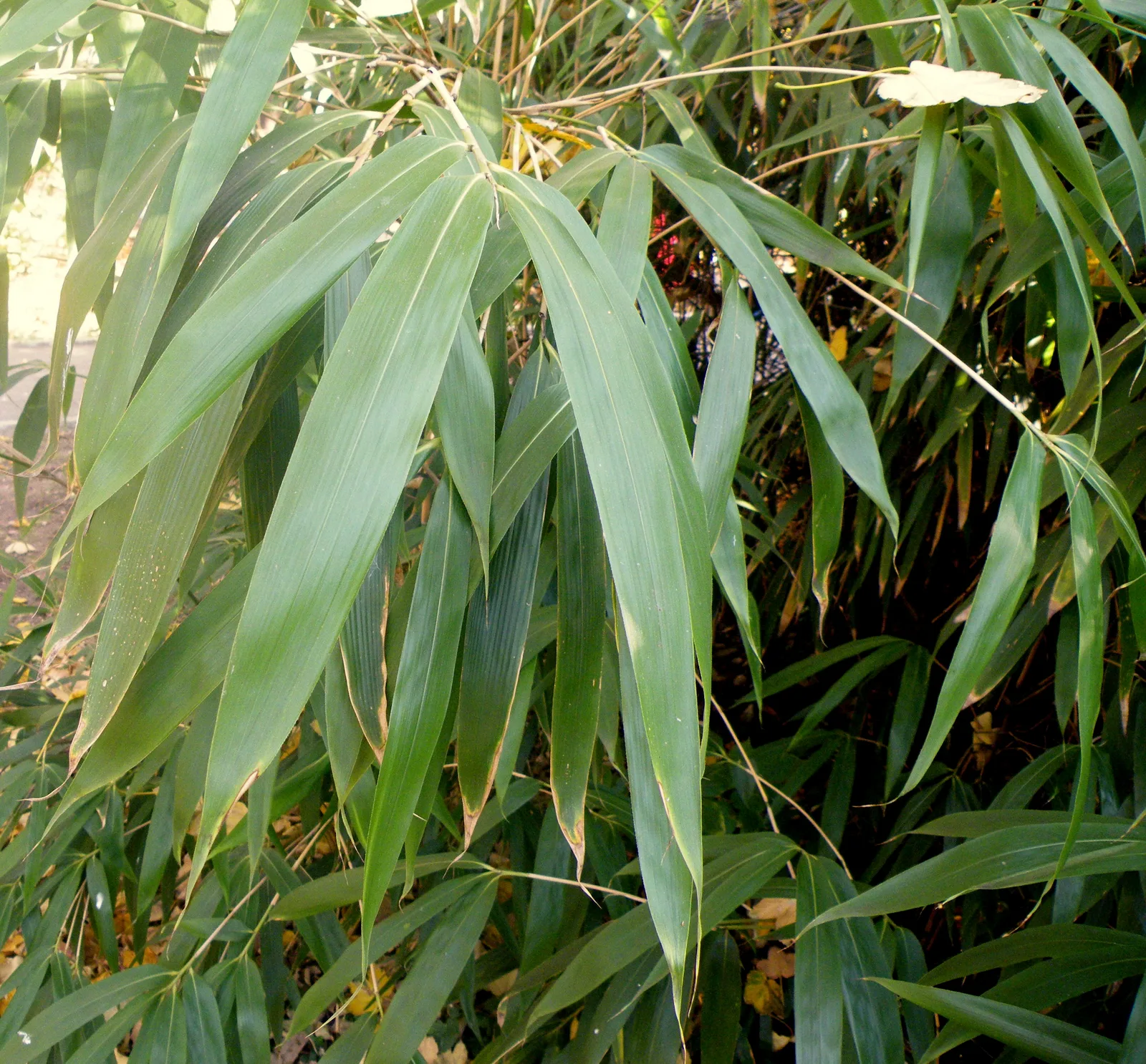 Arrow Bamboo (Pseudosasa japonica)