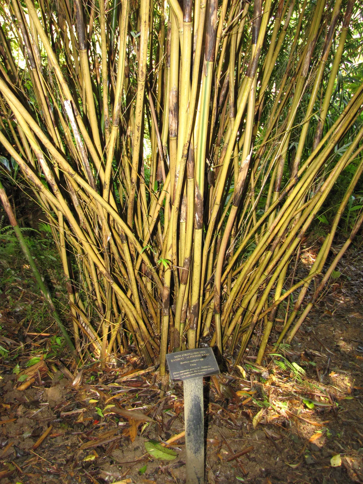 Hedge Bamboo (Bambusa multiplex)