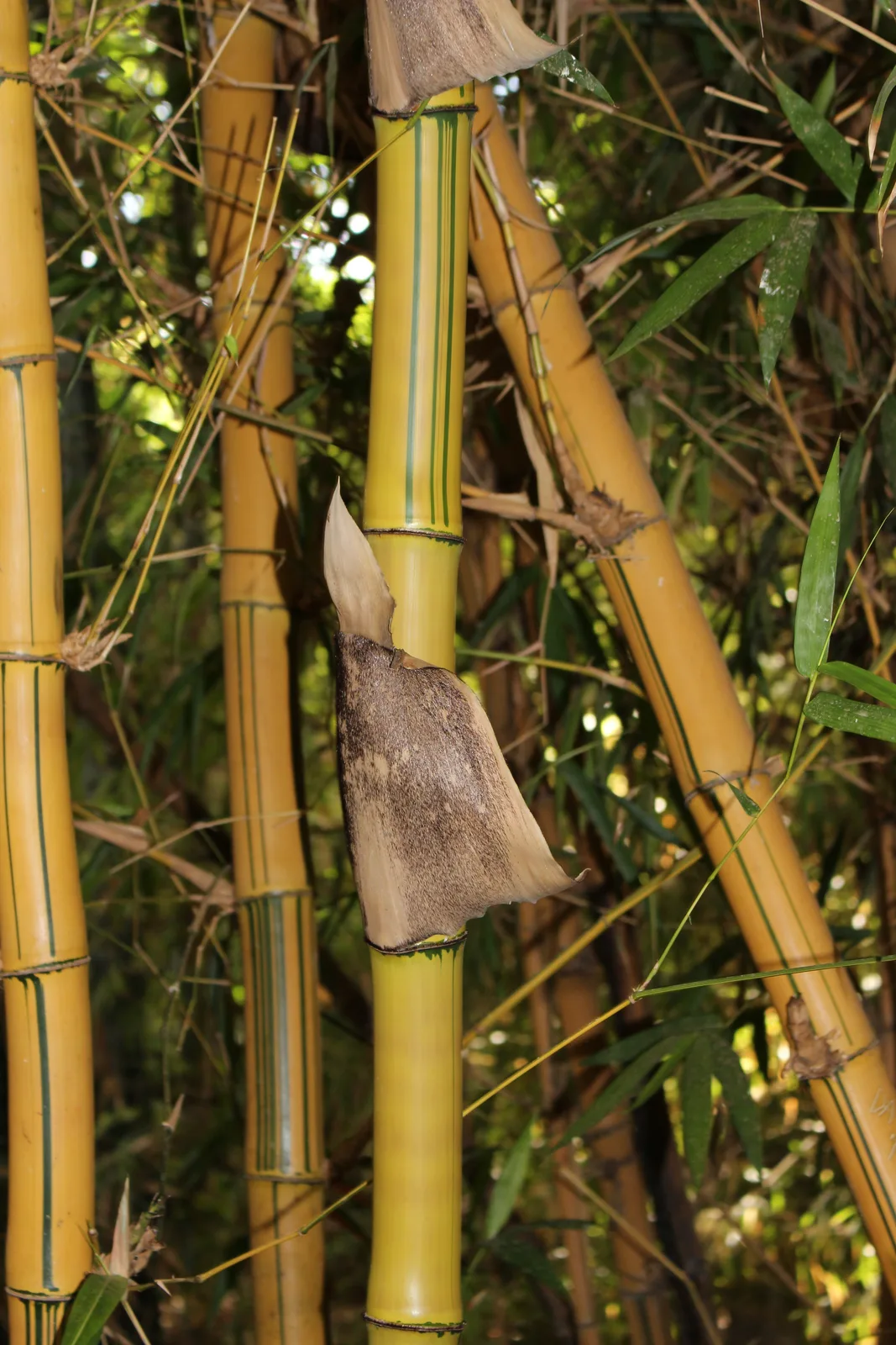 Common Bamboo (Bambusa vulgaris)