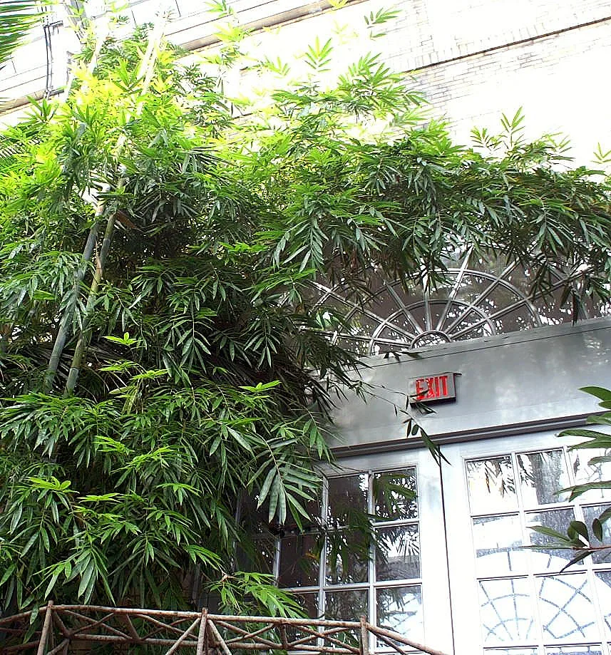Textile Bamboo