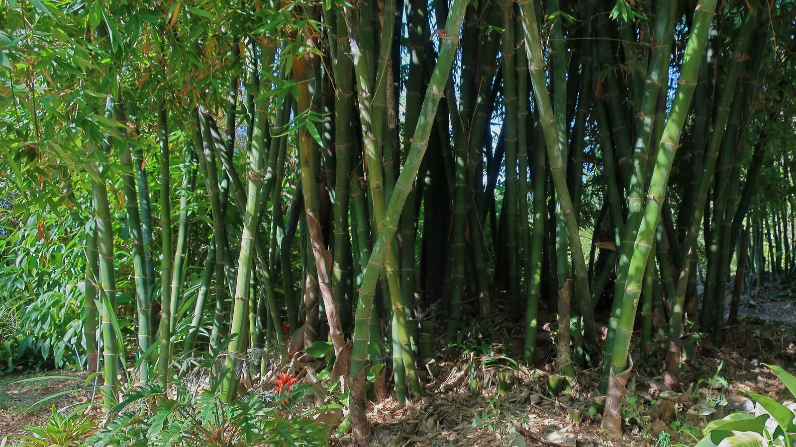 Beechey Bamboo