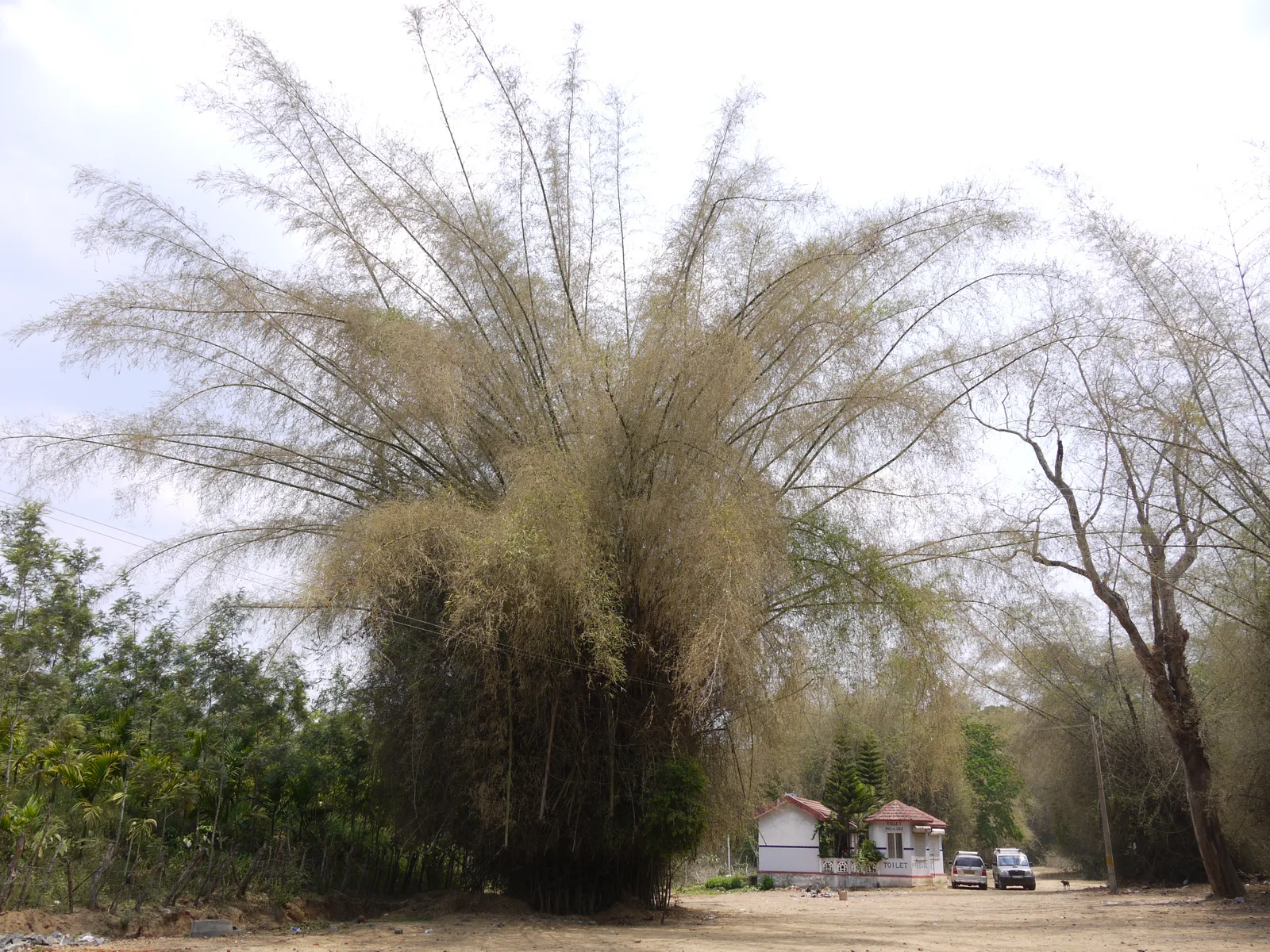 Giant Thorny Bamboo (Bambusa bambos)