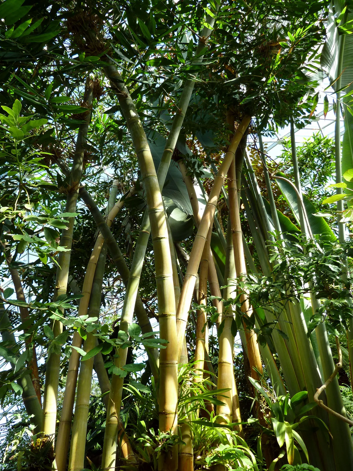 Giant Bamboo (Dendrocalamus giganteus)