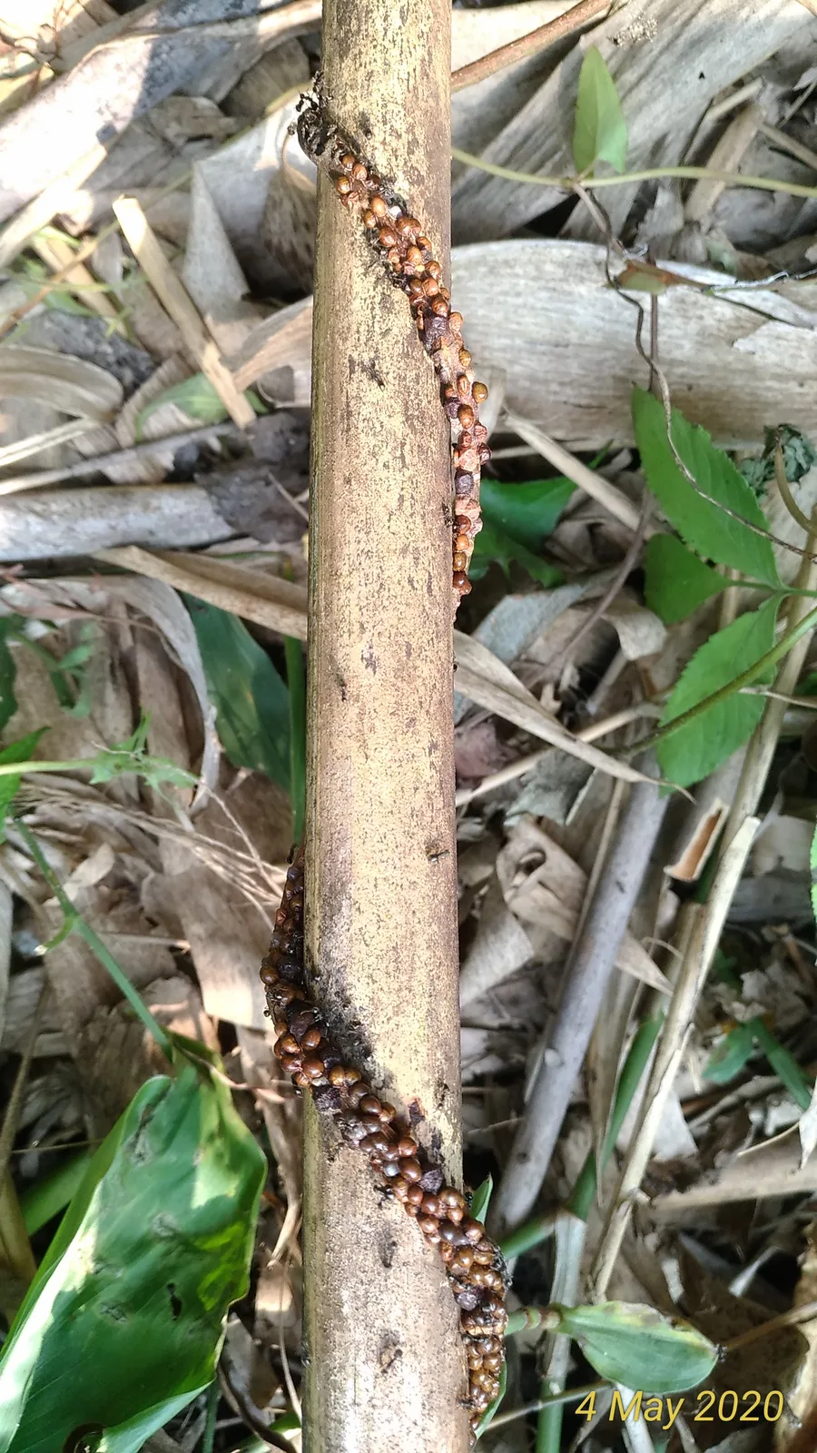 Latiflorus Bamboo (Dendrocalamus latiflorus)