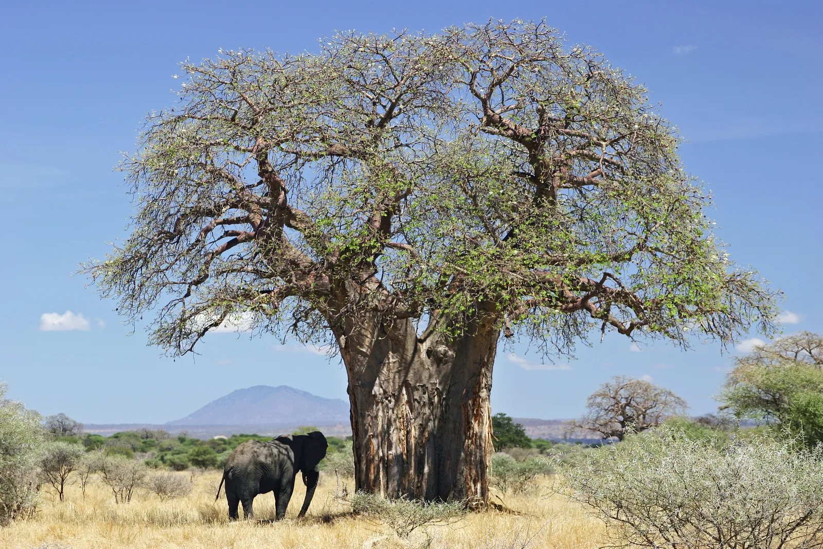 Baobab (Adansonia digitata)