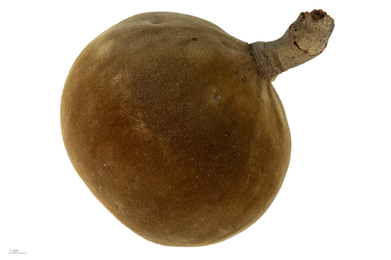 Fony Baobab
