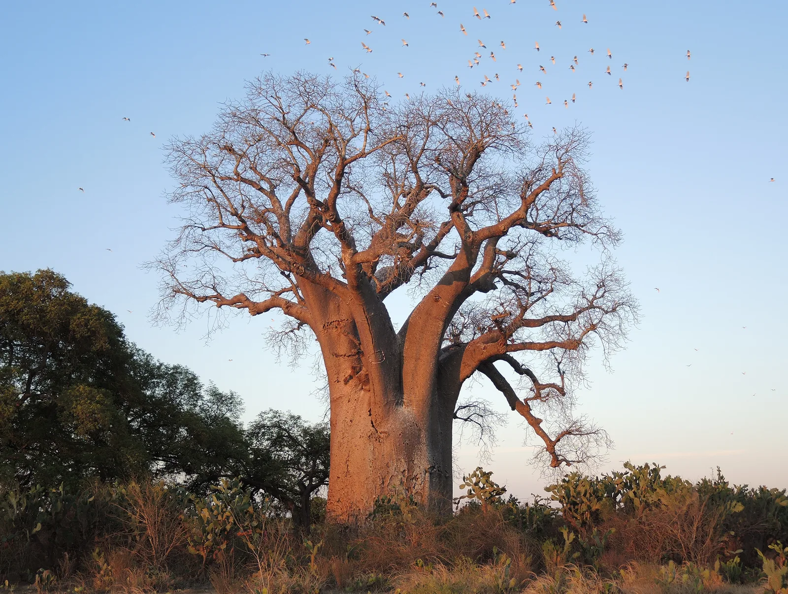 Za Baobab