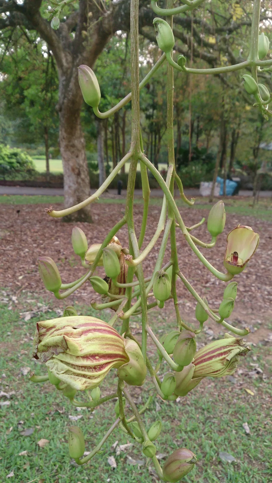 African Sausage Tree