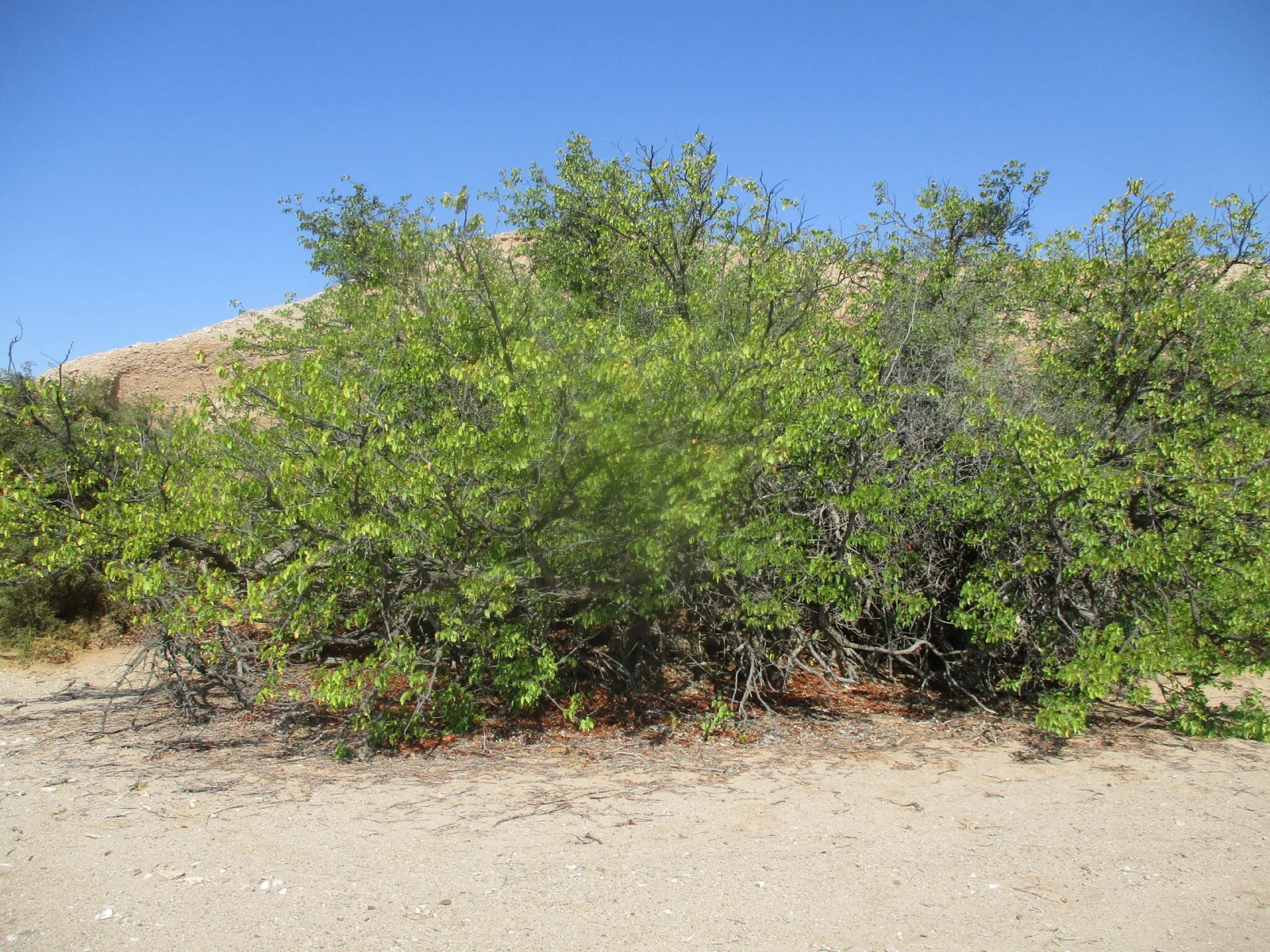 Mopane